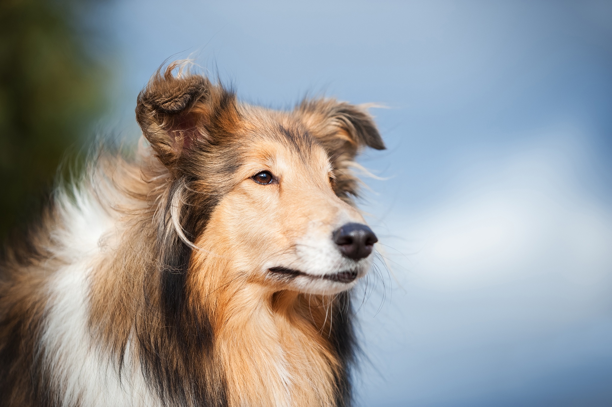 Animal Rough Collie 2048x1363