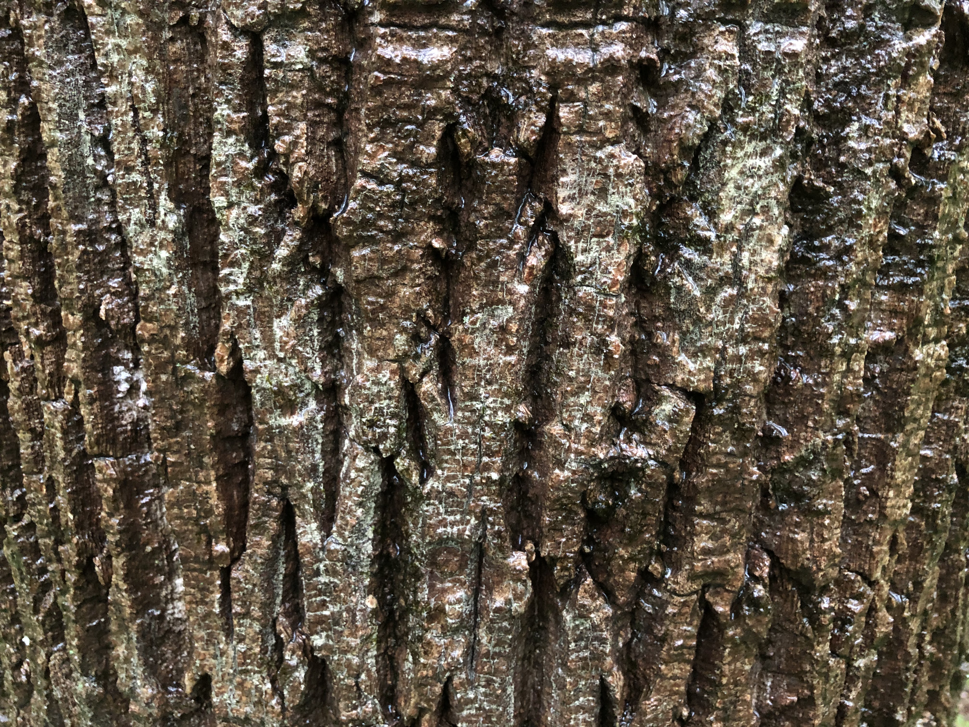Nature Forest Bark 4032x3024