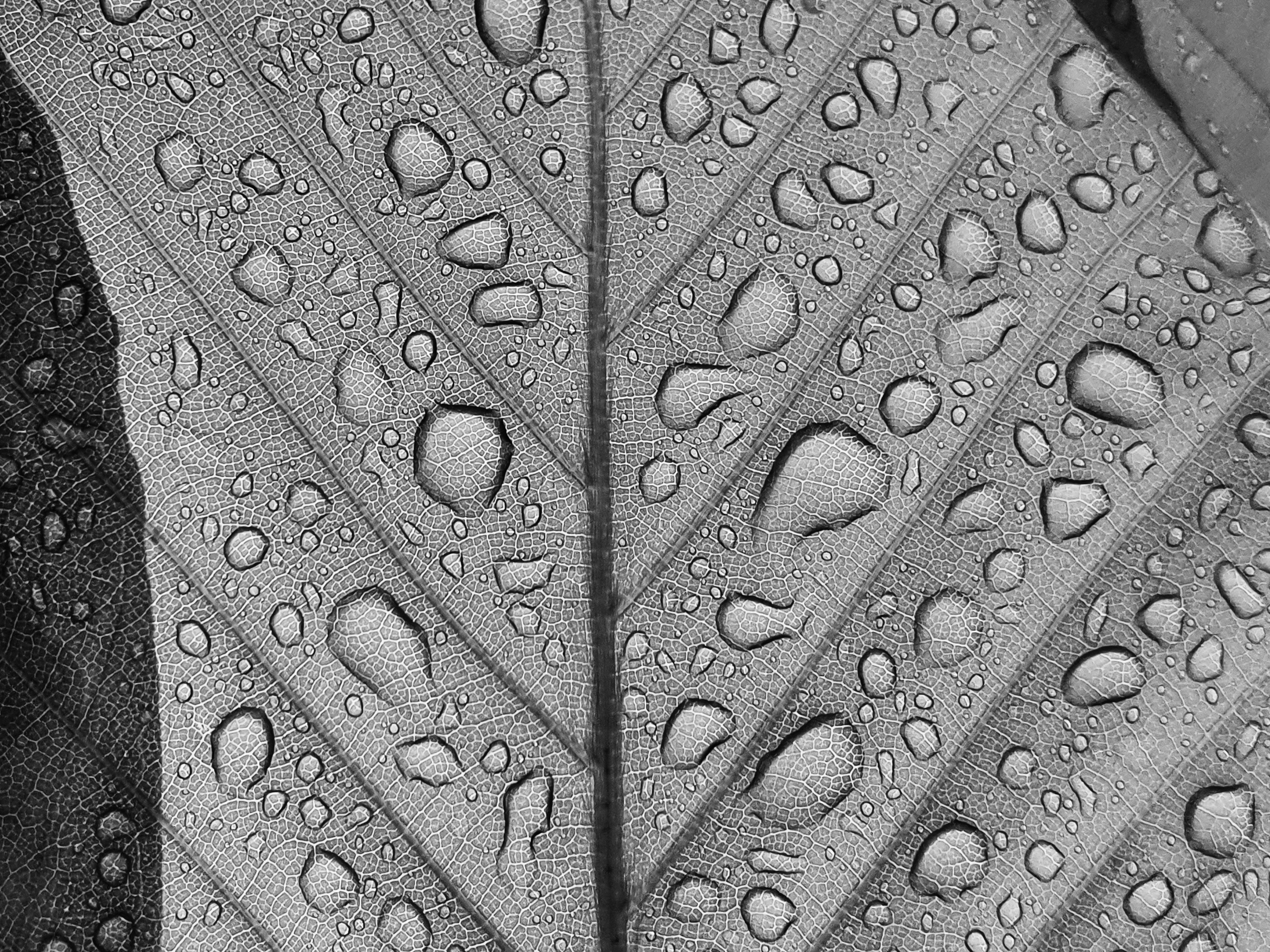 Water Drops Leaves Monochrome Abstract Water 3252x2438