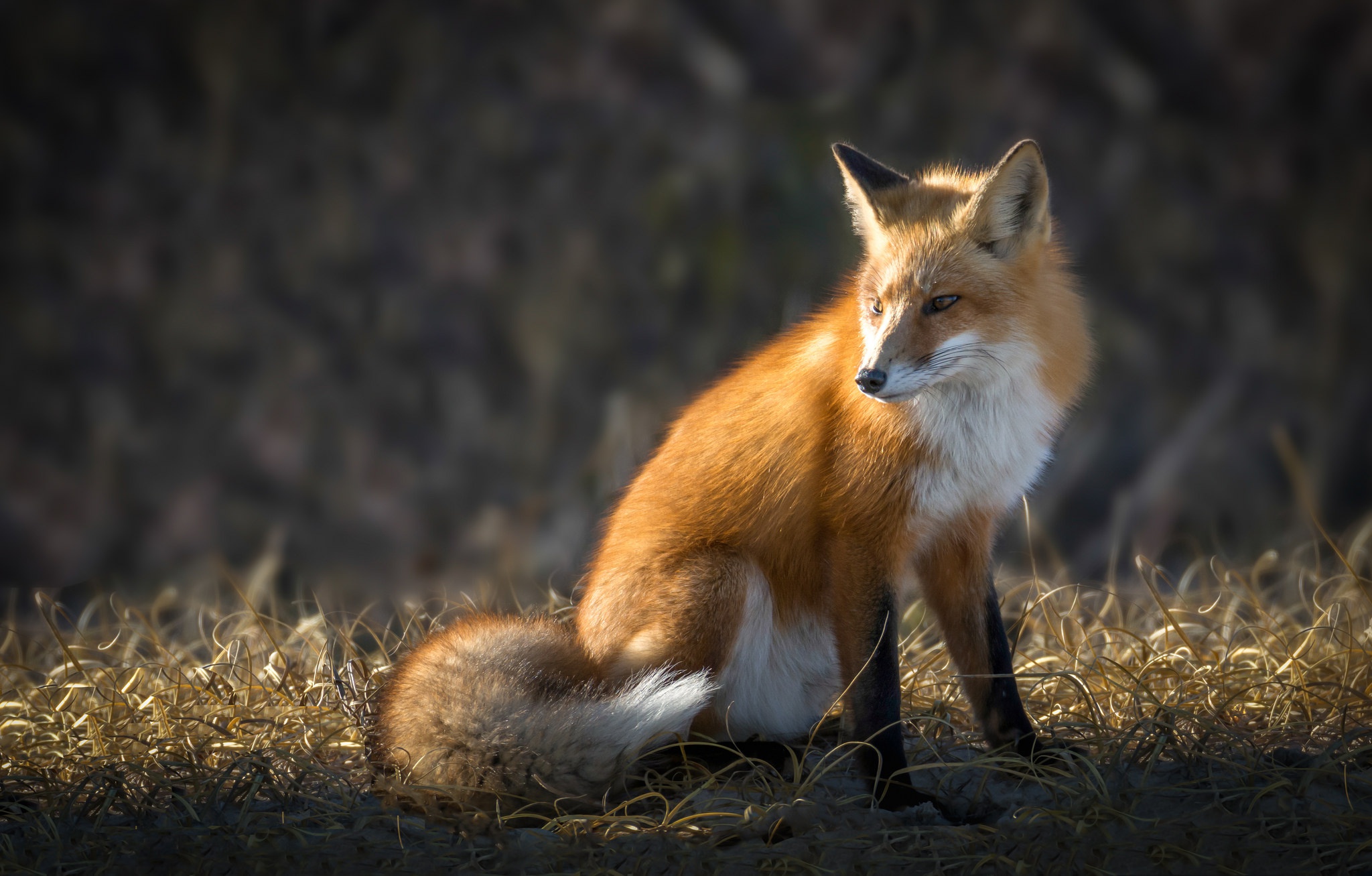 Animal Fox 2048x1307
