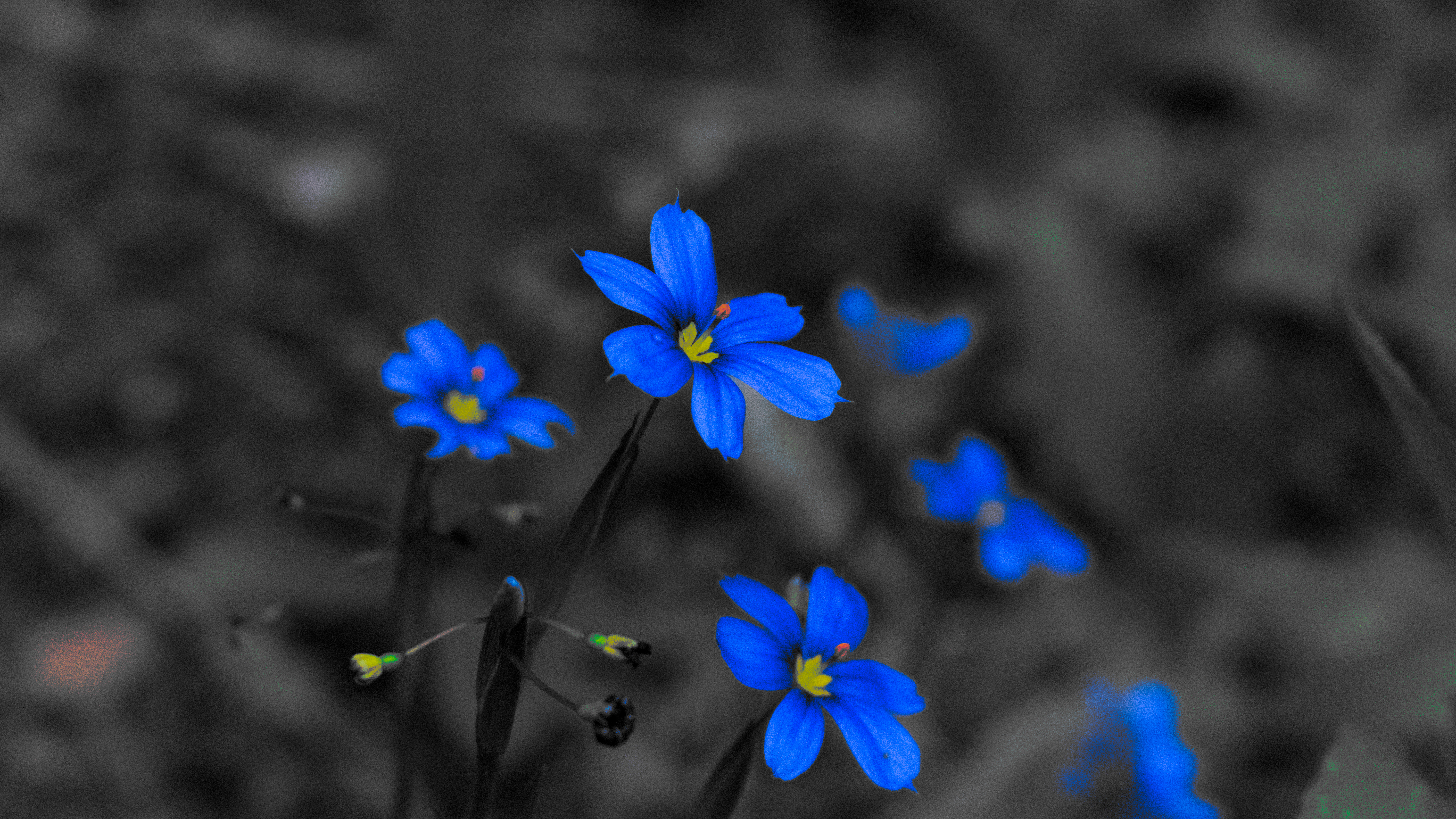 Blue Flowers Nature Flowers Blue Selective Coloring Macro Blurry Background Blurred Petals Minimalis 6000x3375