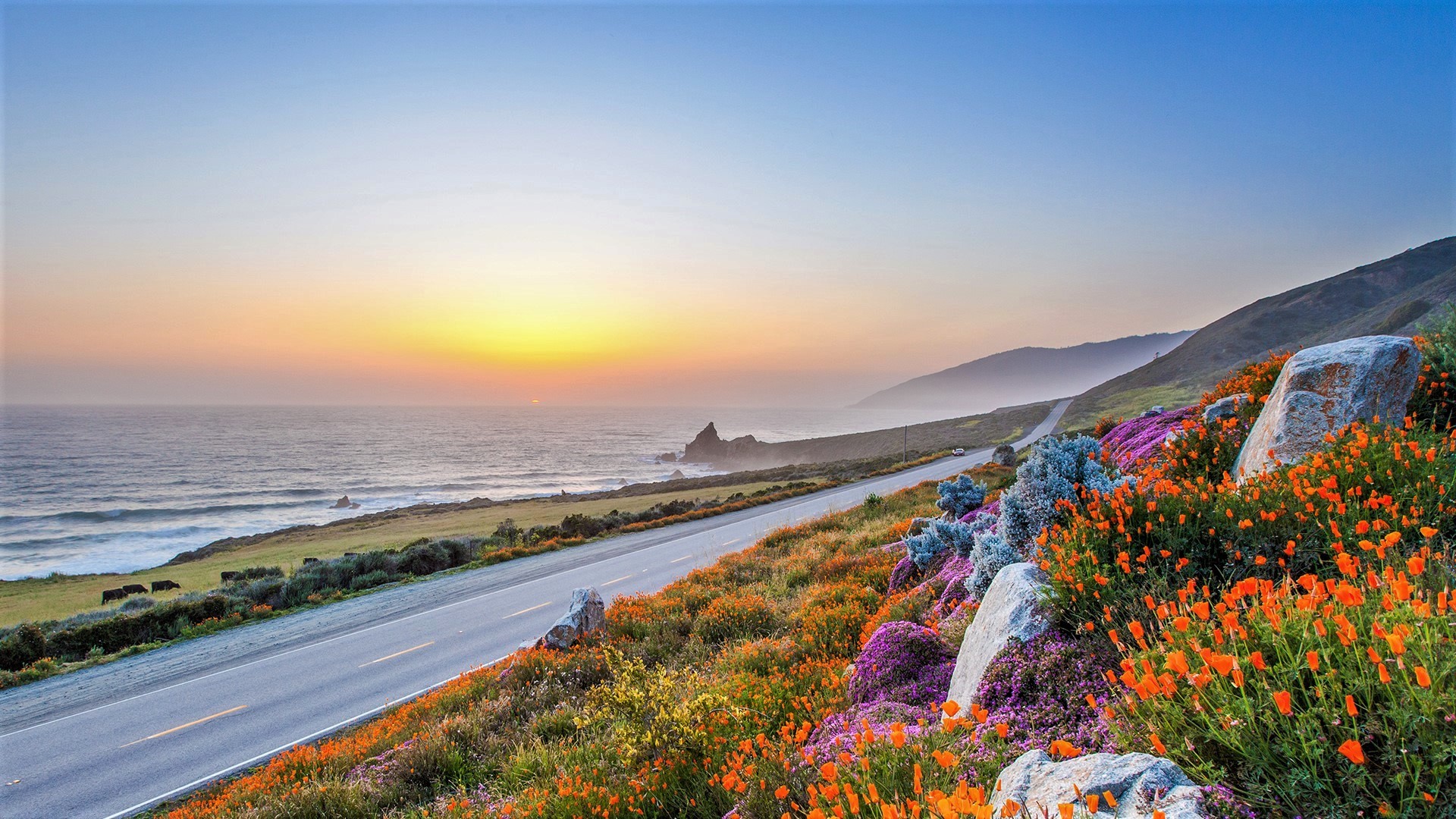 Coast California Big Sur Flower Horizon 1920x1080