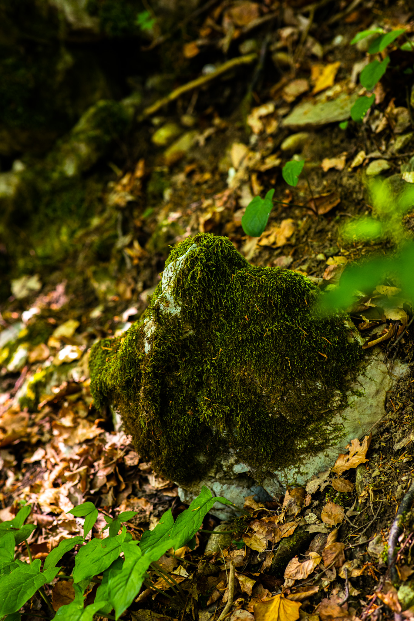 Photography Outdoors Forest Leaves Nature Greenery Moss Rocks Vertical 1365x2048