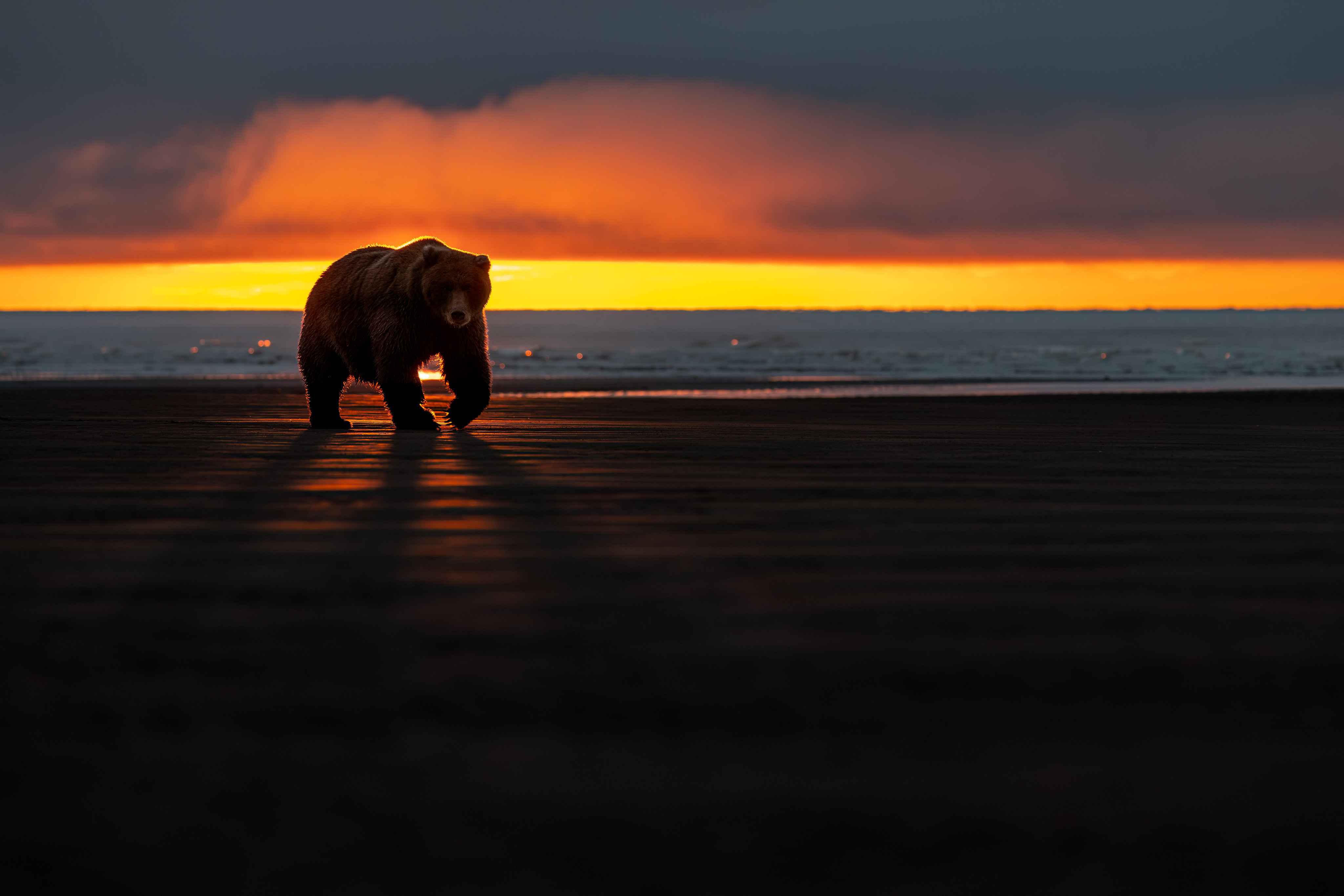 Animals Sunlight Sunset Glow Clouds Bears 4096x2732