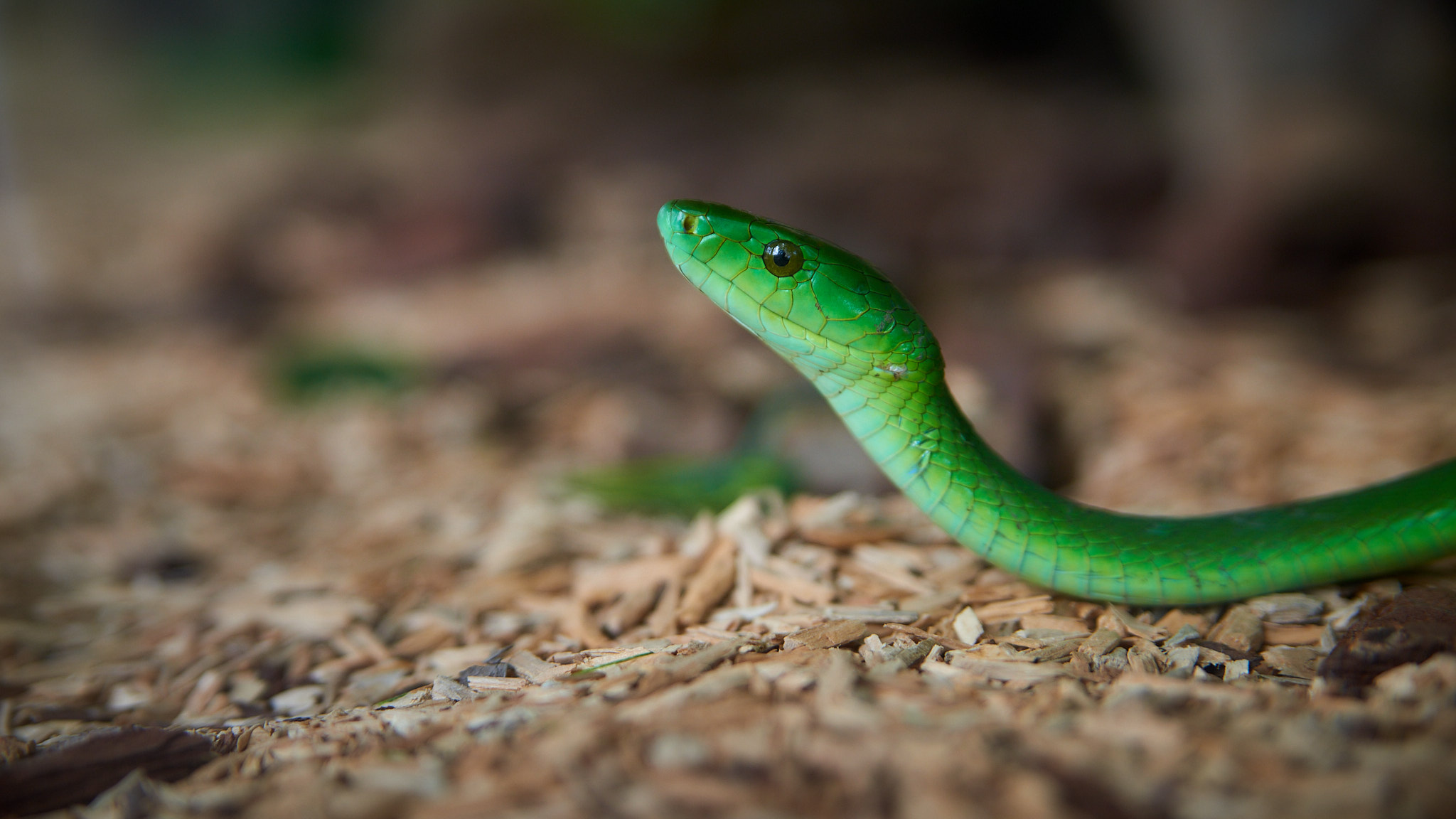 Viacheslav Krasnoperov Animals Snake Depth Of Field Reptile Green Portrait Stones Nature Green Mamba 2048x1152