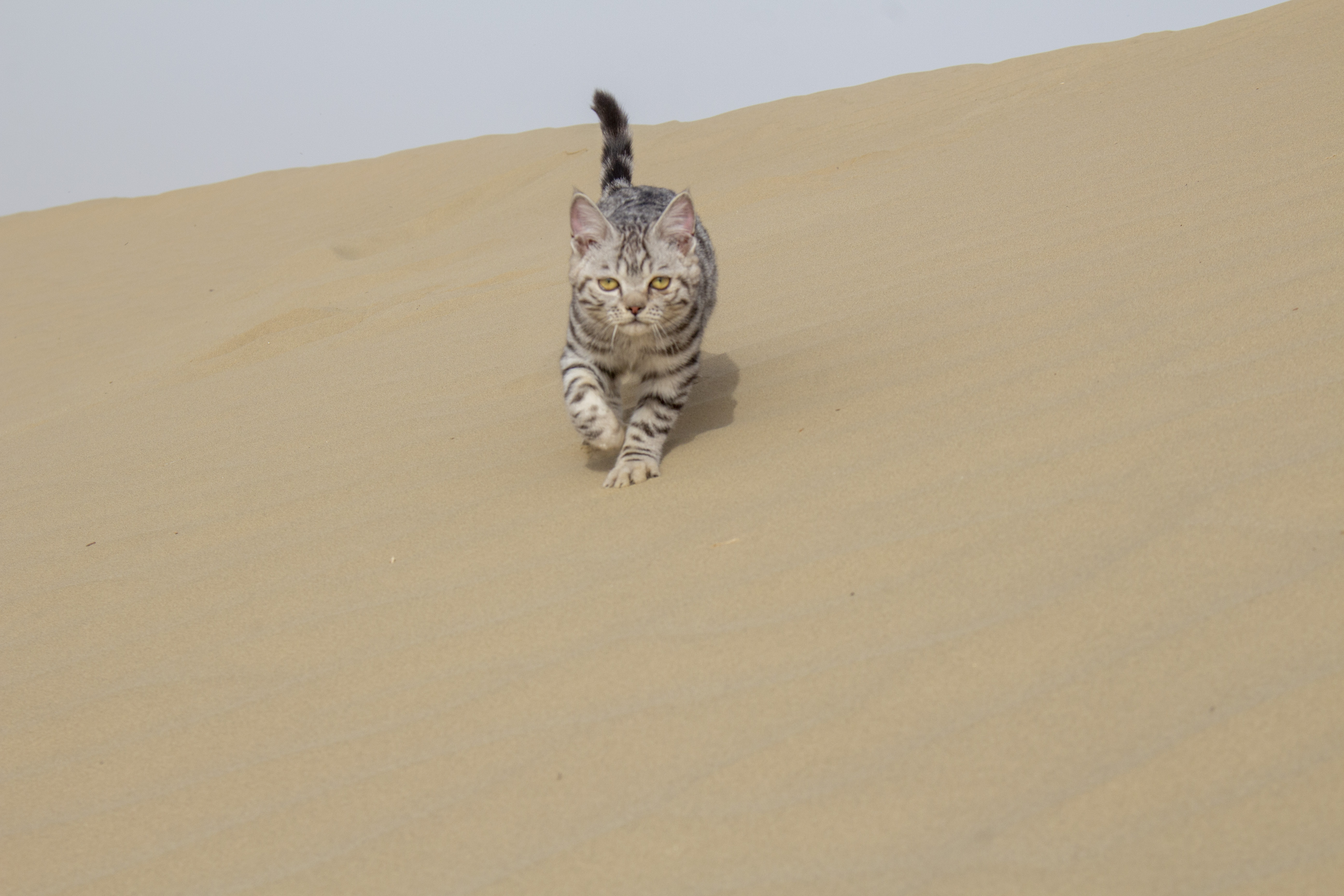 Desert Cats Animals Simple Background Walking Minimalism Looking At Viewer Sand Fur Whiskers 5184x3456