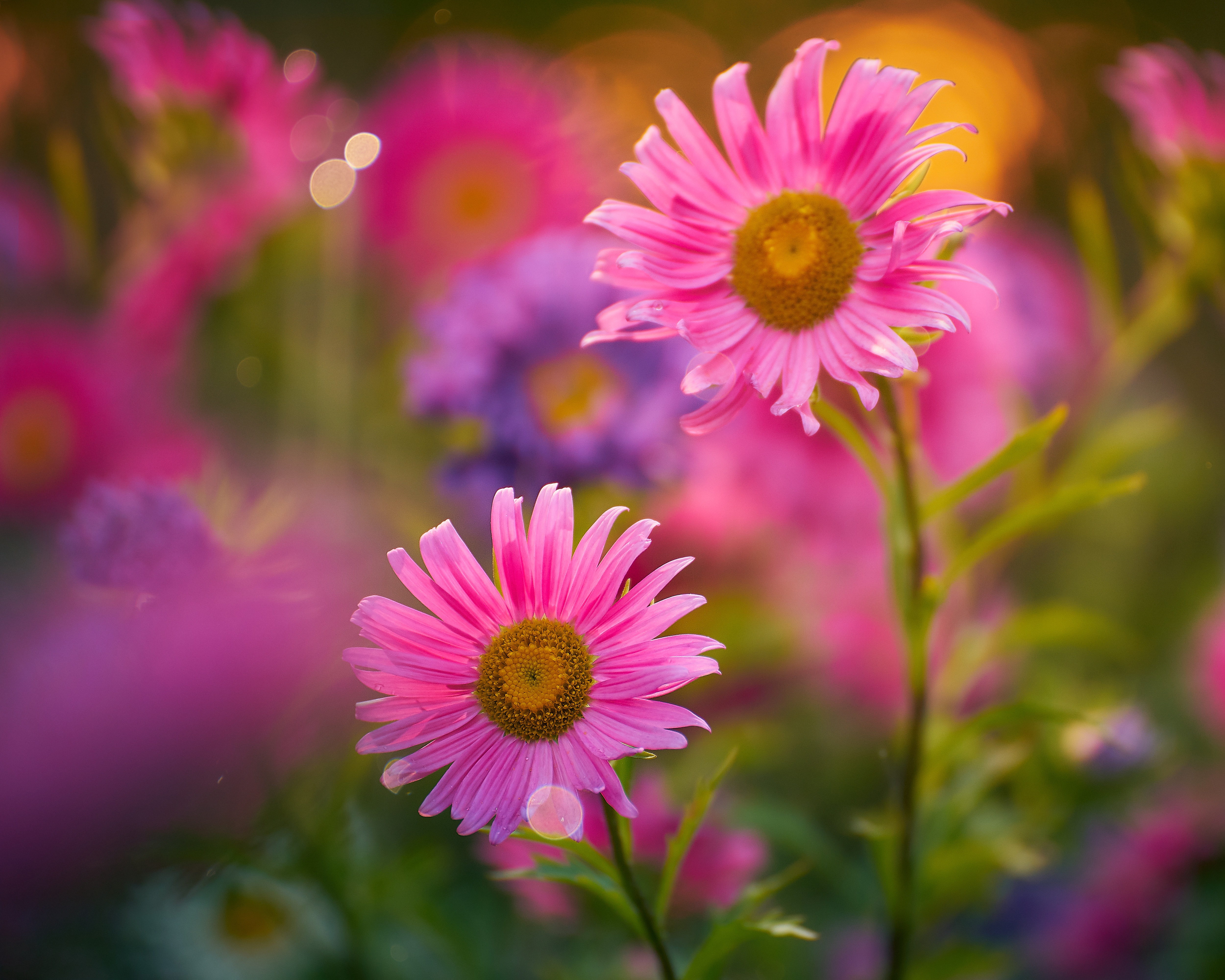 Pink Flower Blur 5000x4000