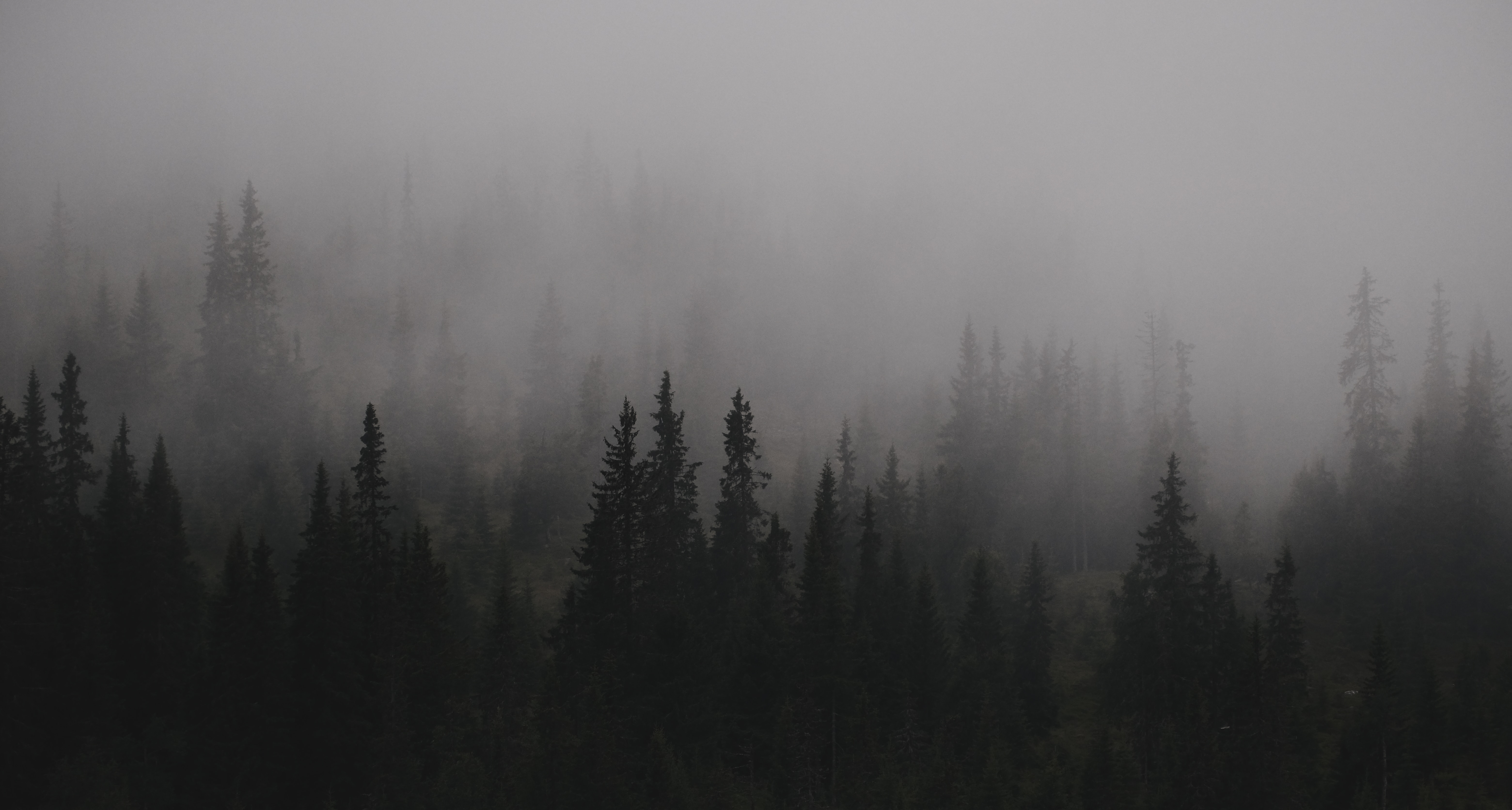 Dark Gloomy Mist Trees Nature Landscape 6240x3345