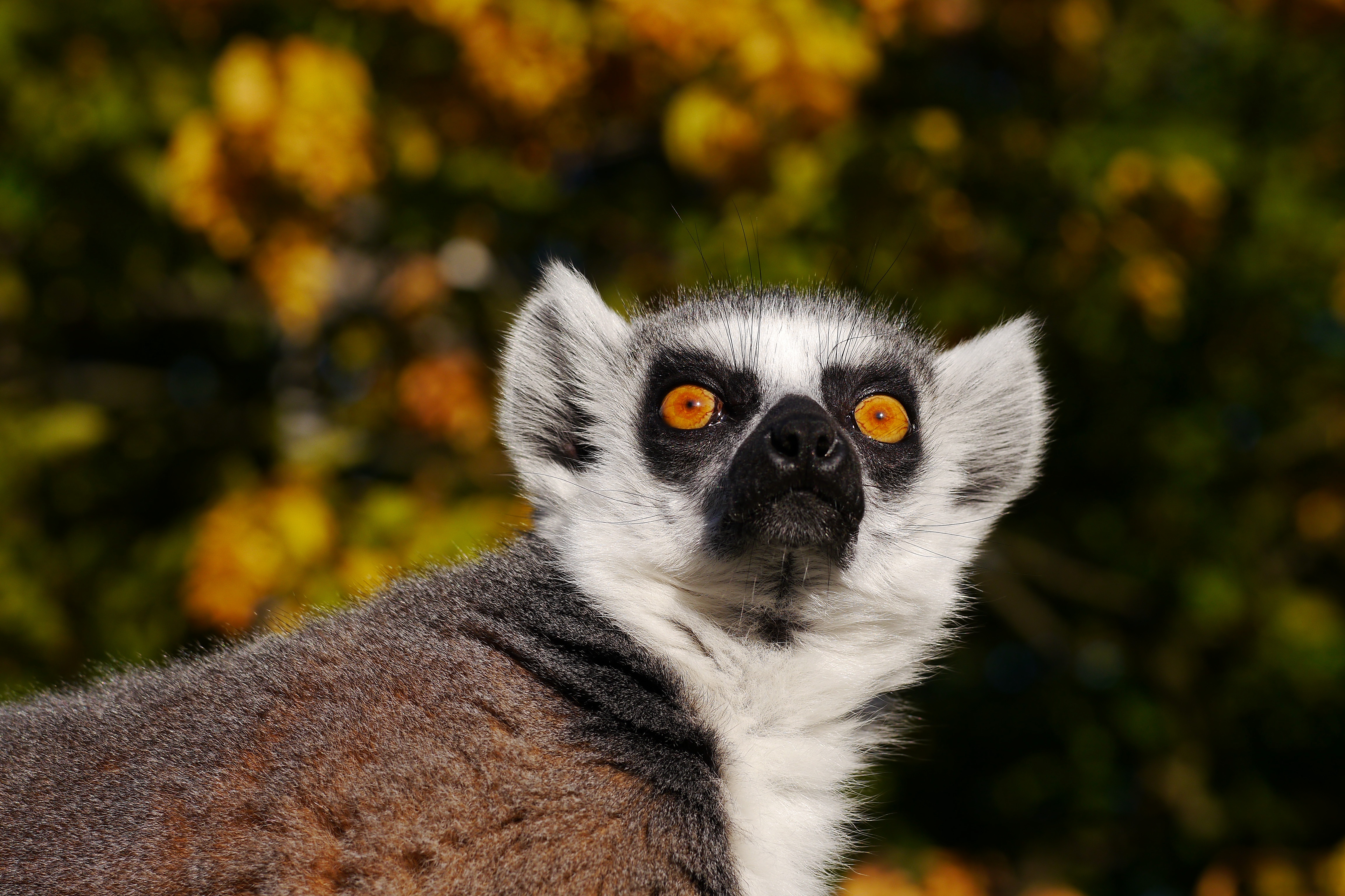 Animal Lemur 4608x3072