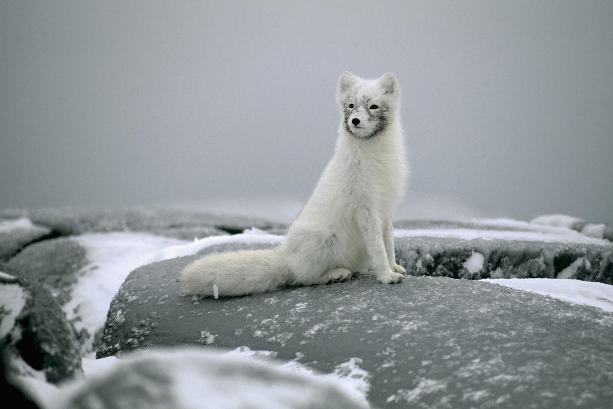 Arctic Fox Animals Mammals Snow White Nature 1999x1333