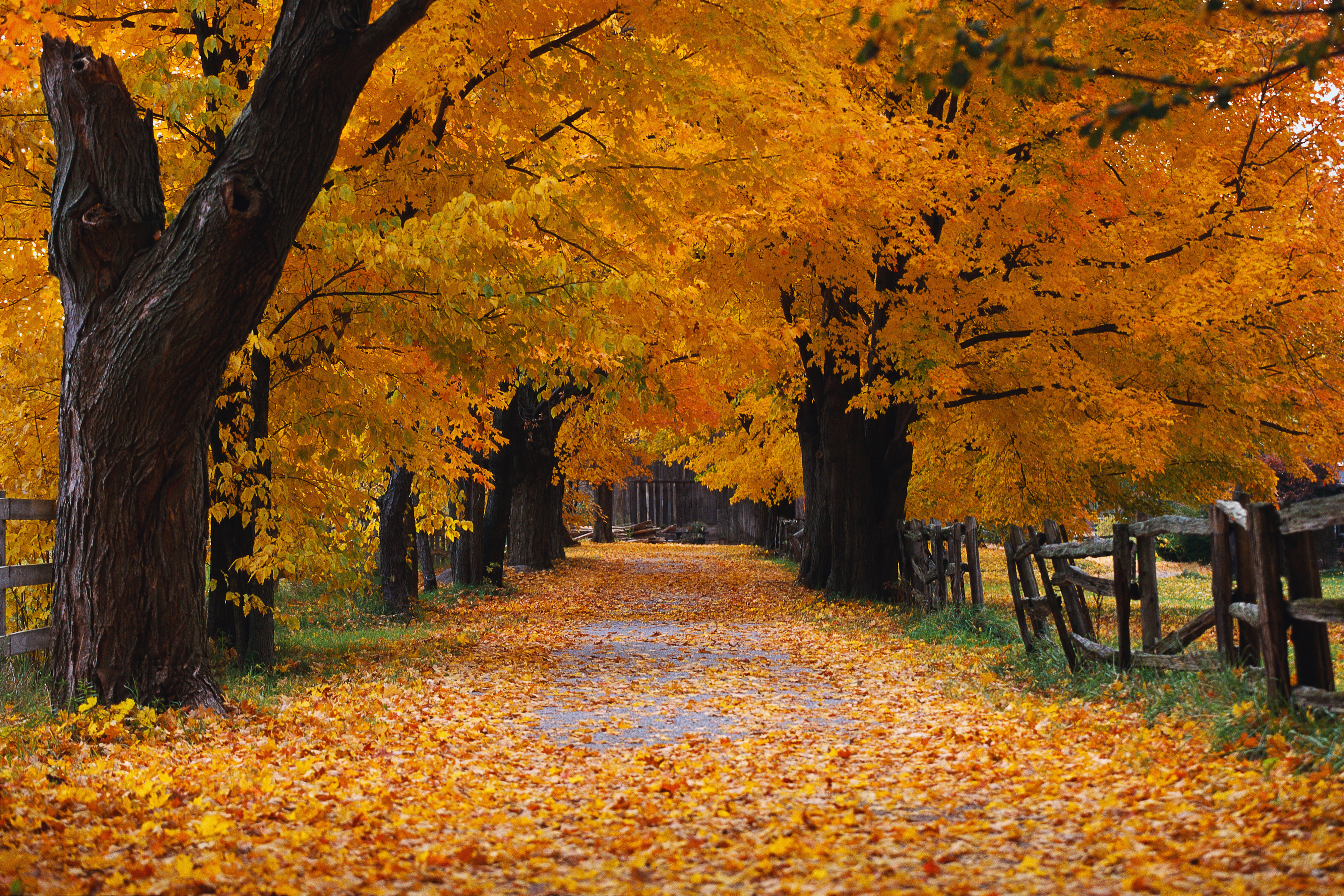 Fall Windows XP Trees Yellow Leaves Road Wood Fence Leaves 4200x2800