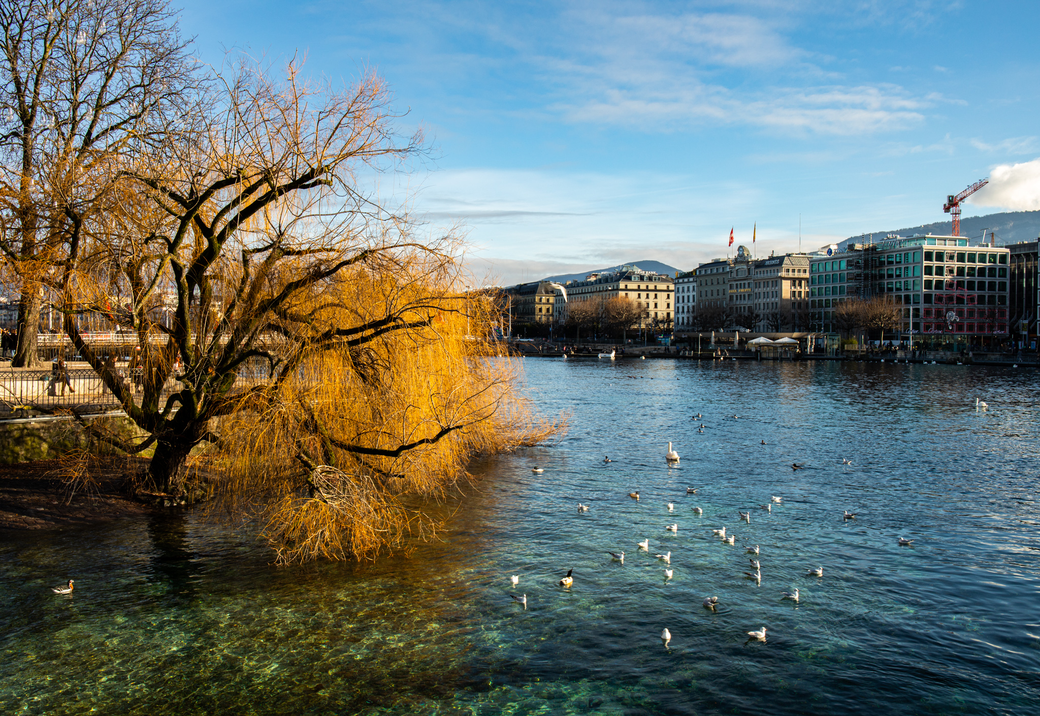 Photography Outdoors Trees Lake Urban City Building Architecture Ducks Water Animals Switzerland Zur 2048x1409