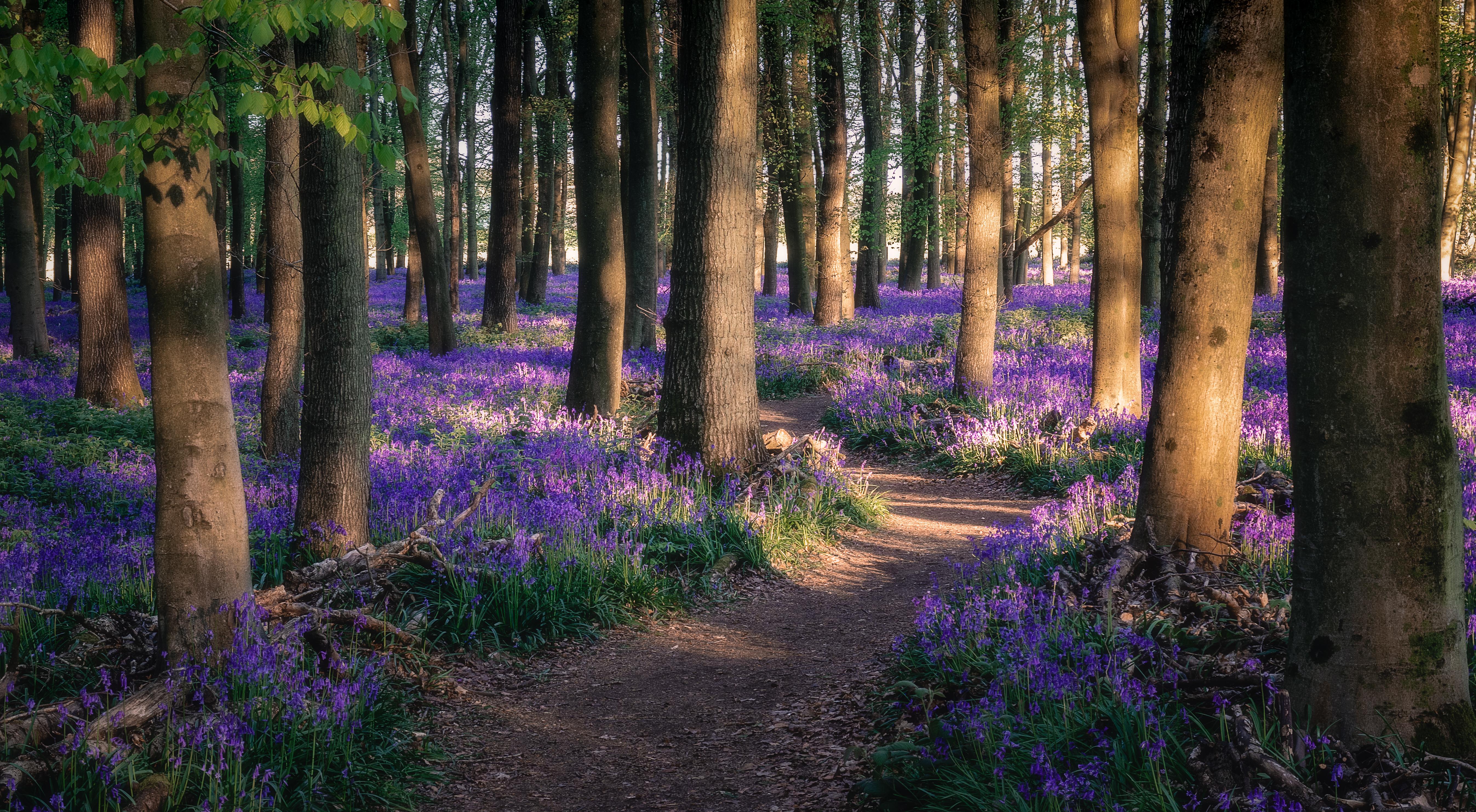 England Forest Flowers Bluebells Nature Trees 5389x2965
