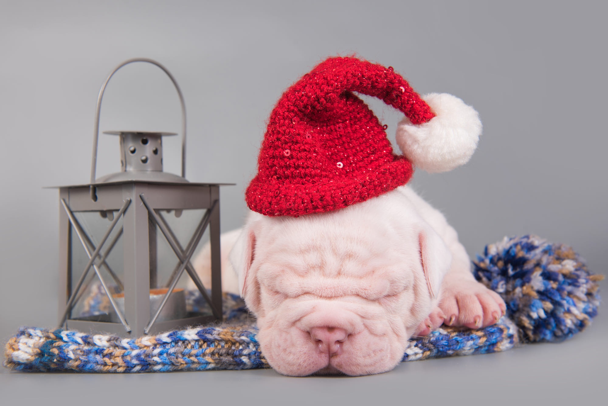 Baby Animal Christmas Sleeping Puppy Santa Hat 2000x1335