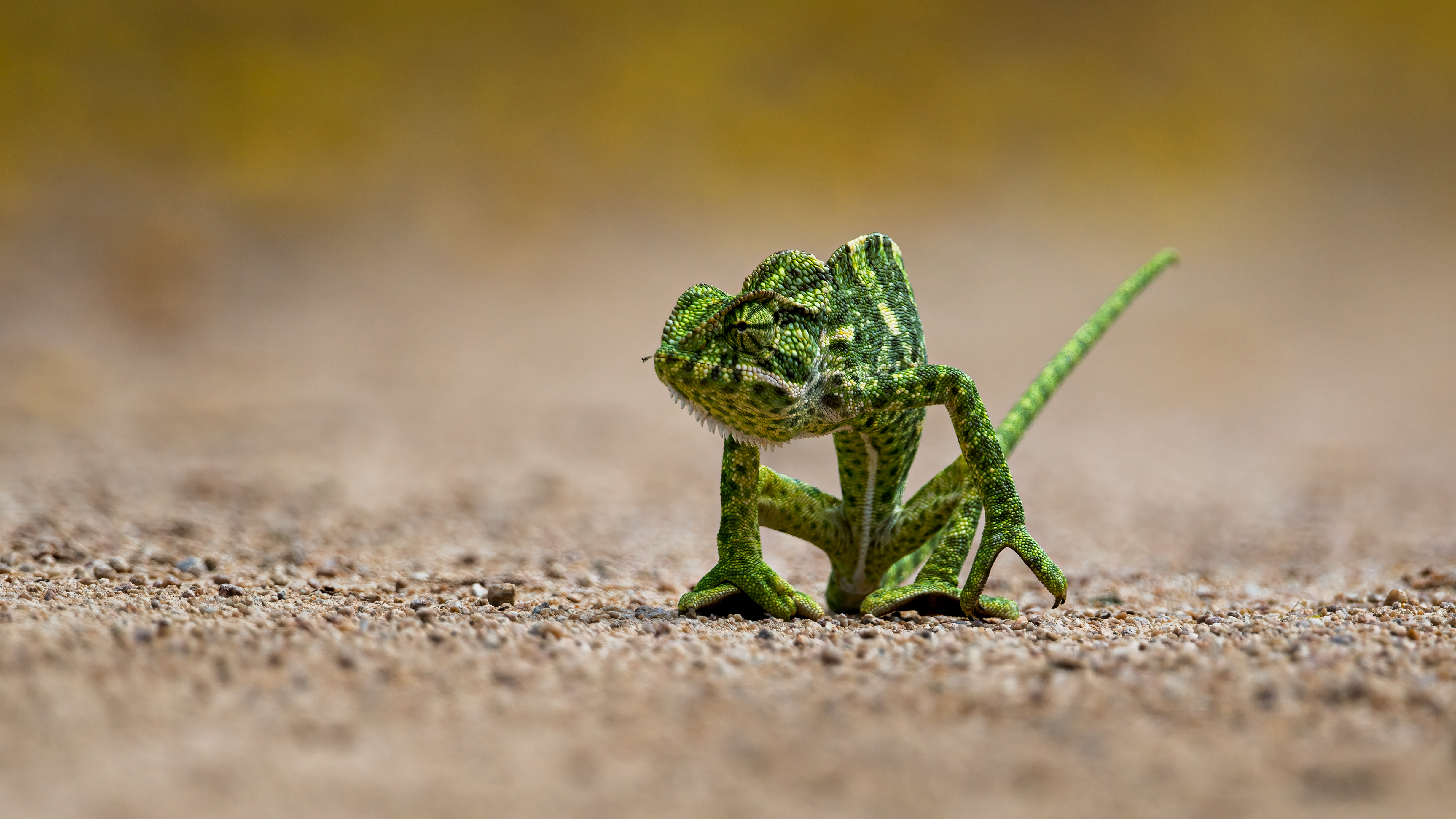 Chameleons Reptiles Sand Photography Blurred Blurry Background Animals Closeup Simple Background Min 4910x2762