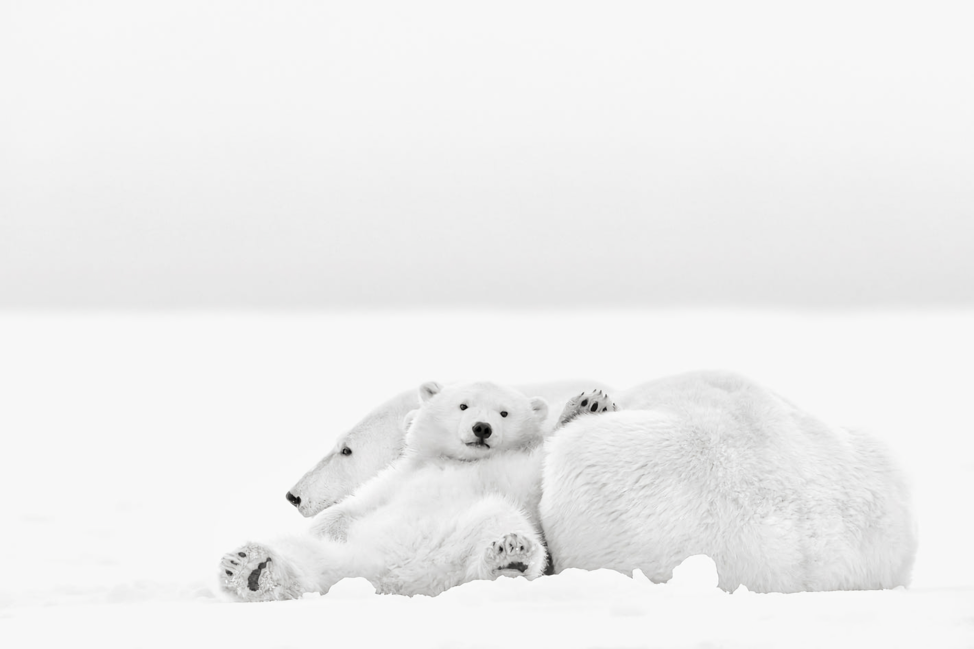Animal Polar Bear 1920x1280