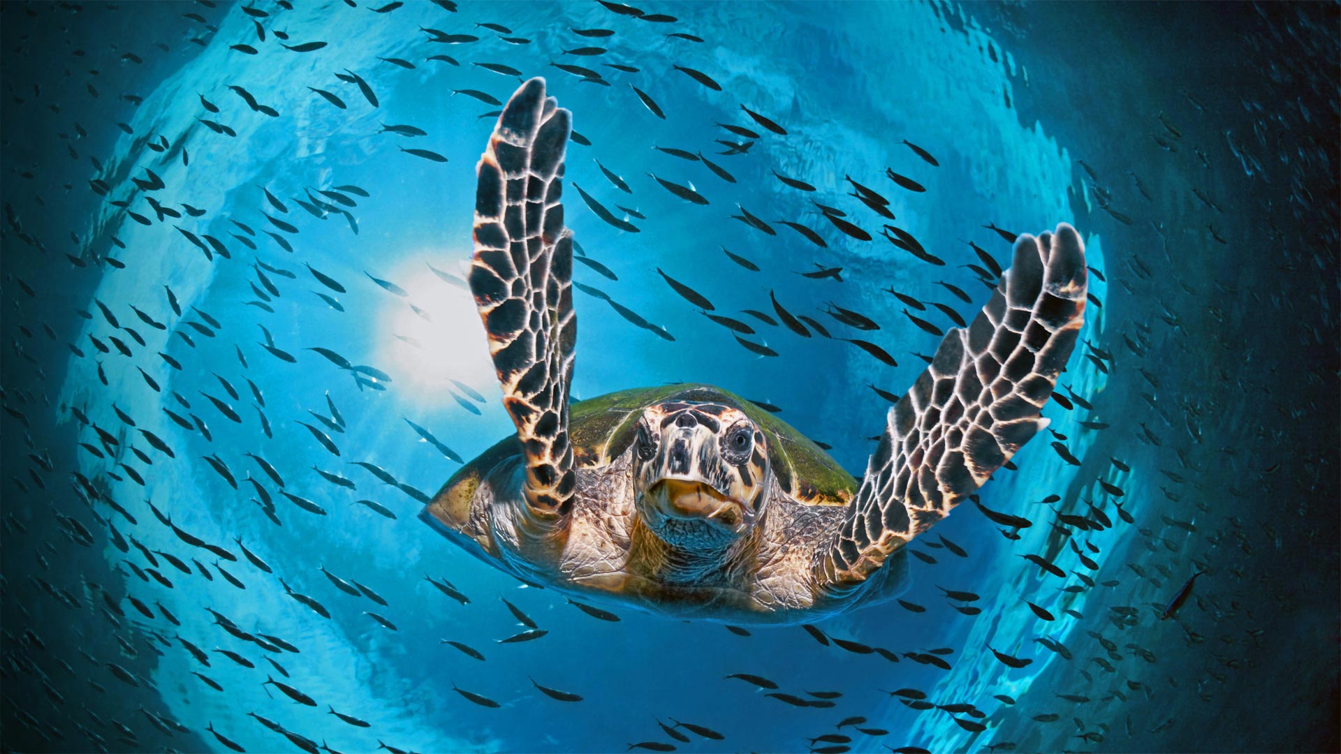 Sea Underwater Sea Life Turtle Water Animals Nature In Water 1920x1080