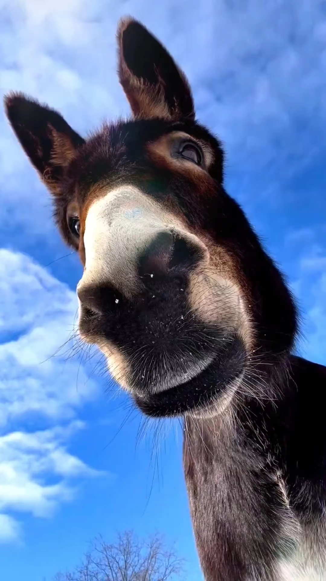 Donkey Sky Animals Portrait Display Clouds 1080x1920