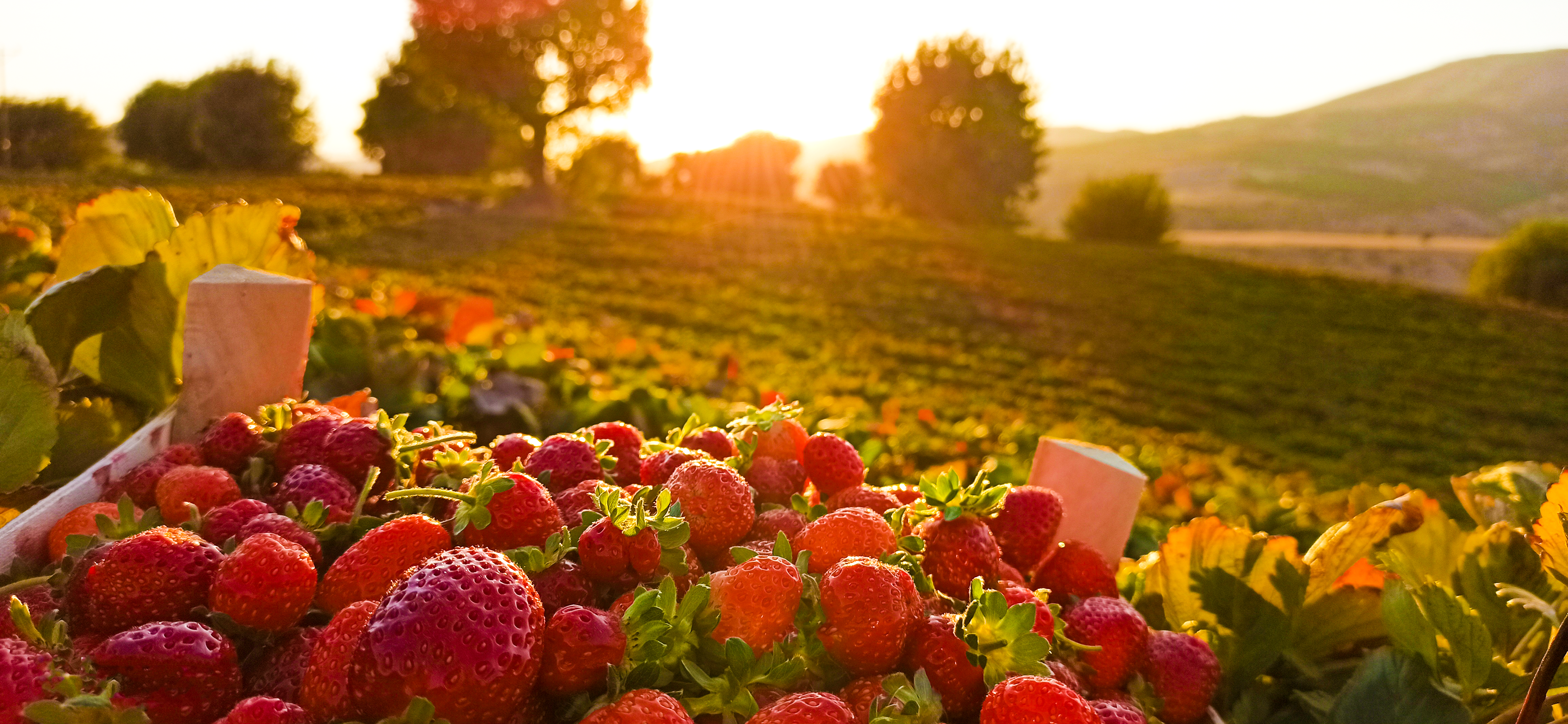 Strawberries Nature Plants Fruit Field Sunlight Trees Leaves Closeup Blurred Blurry Background Sunse 4624x2136