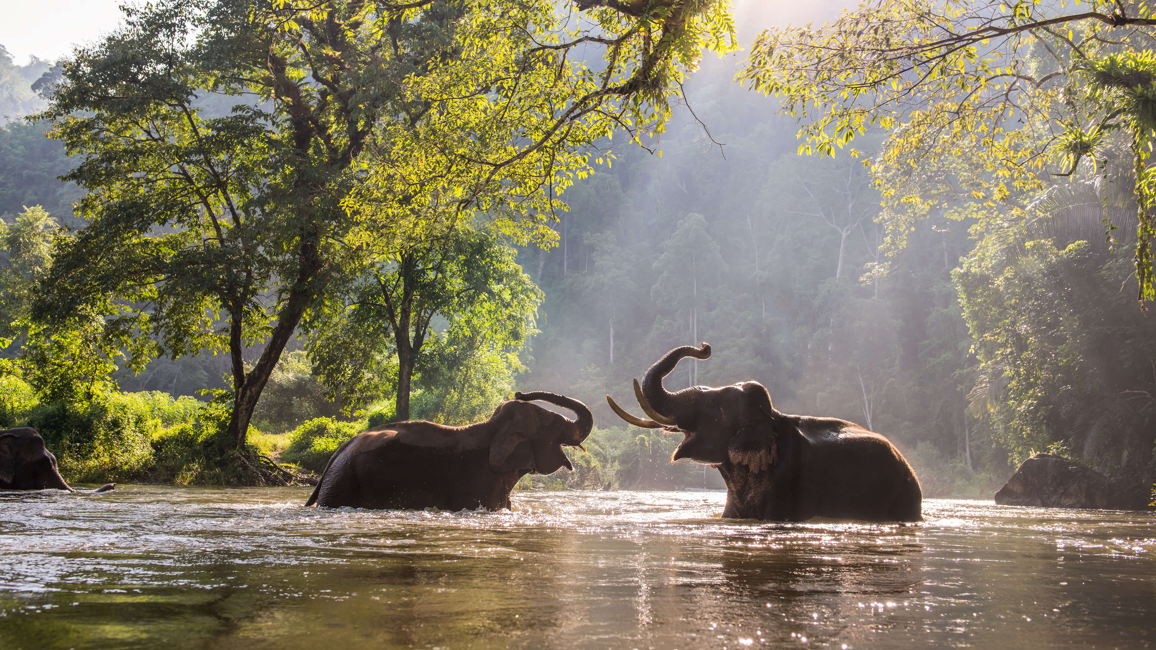 River Riverside River Delta Landscape Nature Elephant Water Animals Trees 3840x2160