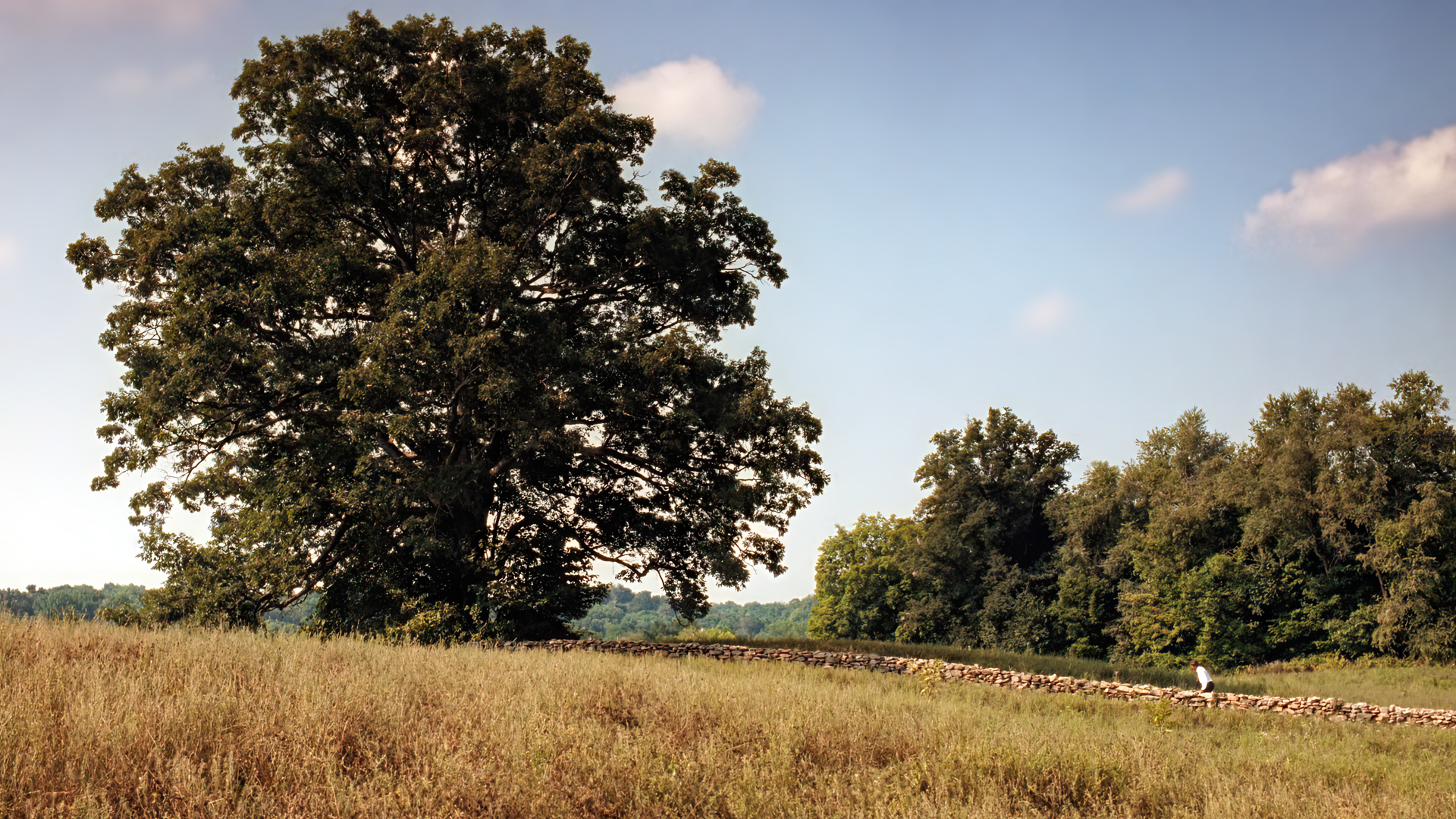 The Shawshank Redemption Movies Film Stills Sky Field Rural Morgan Freeman Stone Fence Trees Clouds  1920x1080
