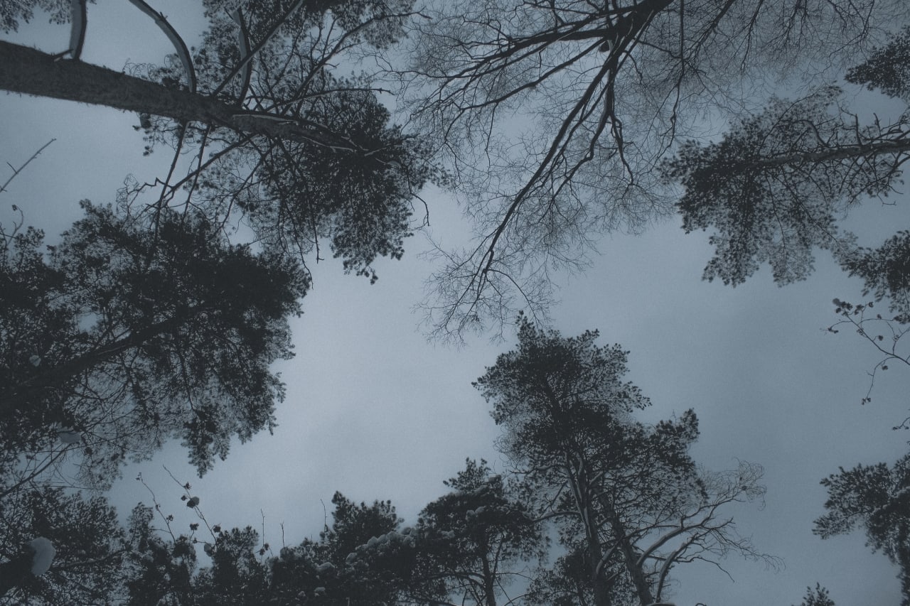 Russia Sky Pine Trees 1280x853