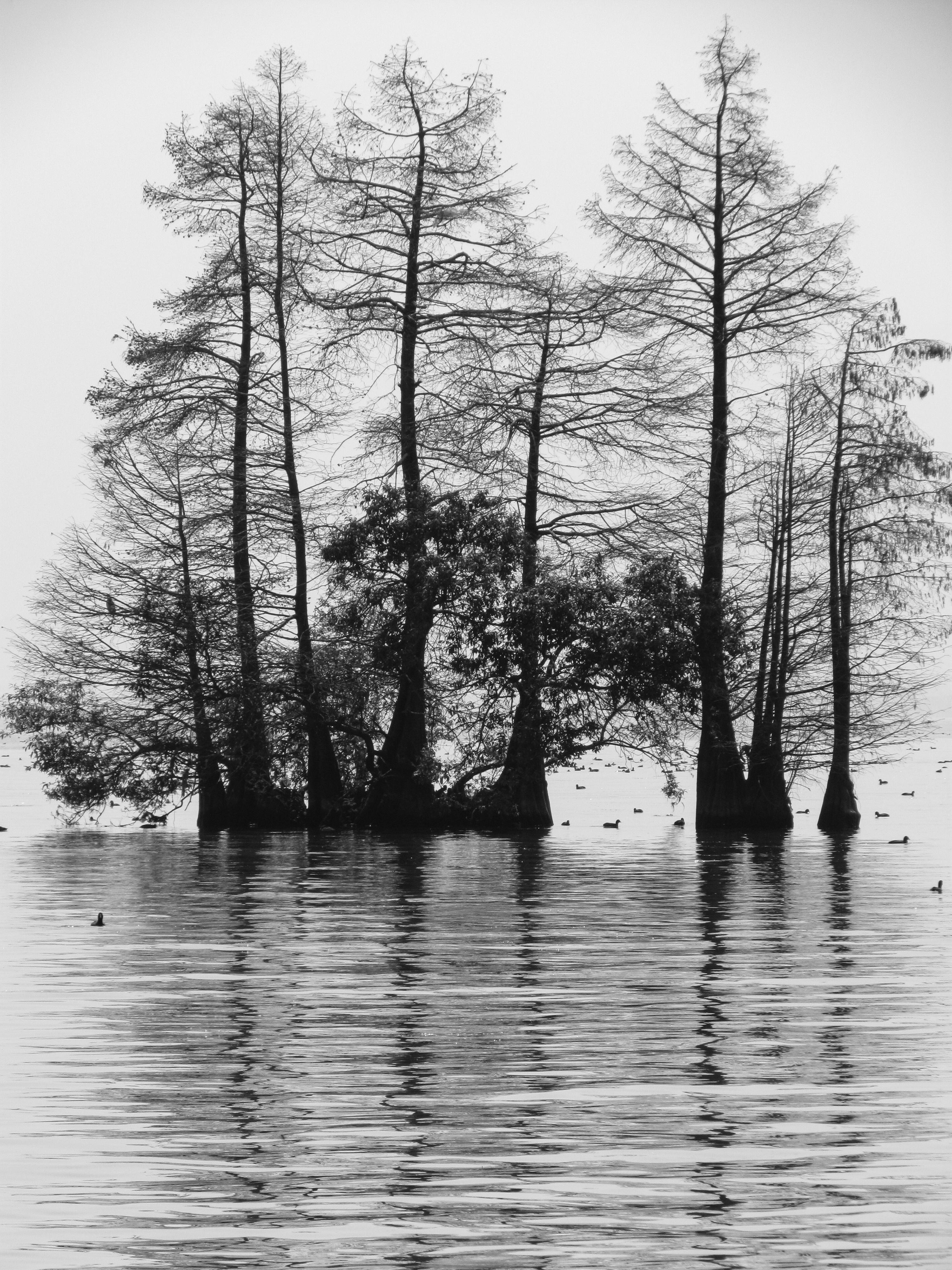 Silhouette Low Saturation Trees Water Reflection Portrait Display Monochrome 3000x4000