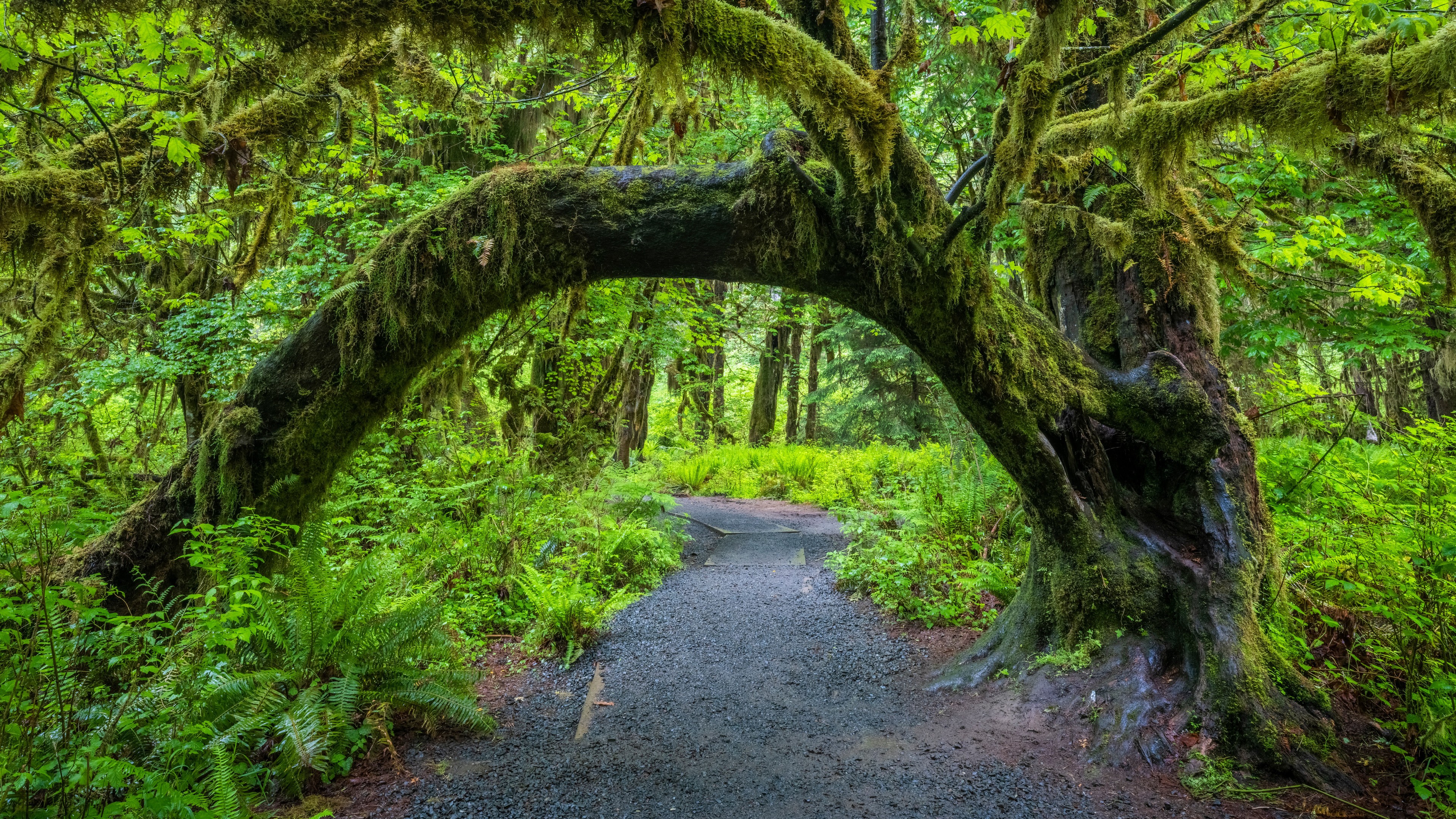 Olympic National Park USA Washington Nature Forest Trees Moss Plants Path 3840x2160