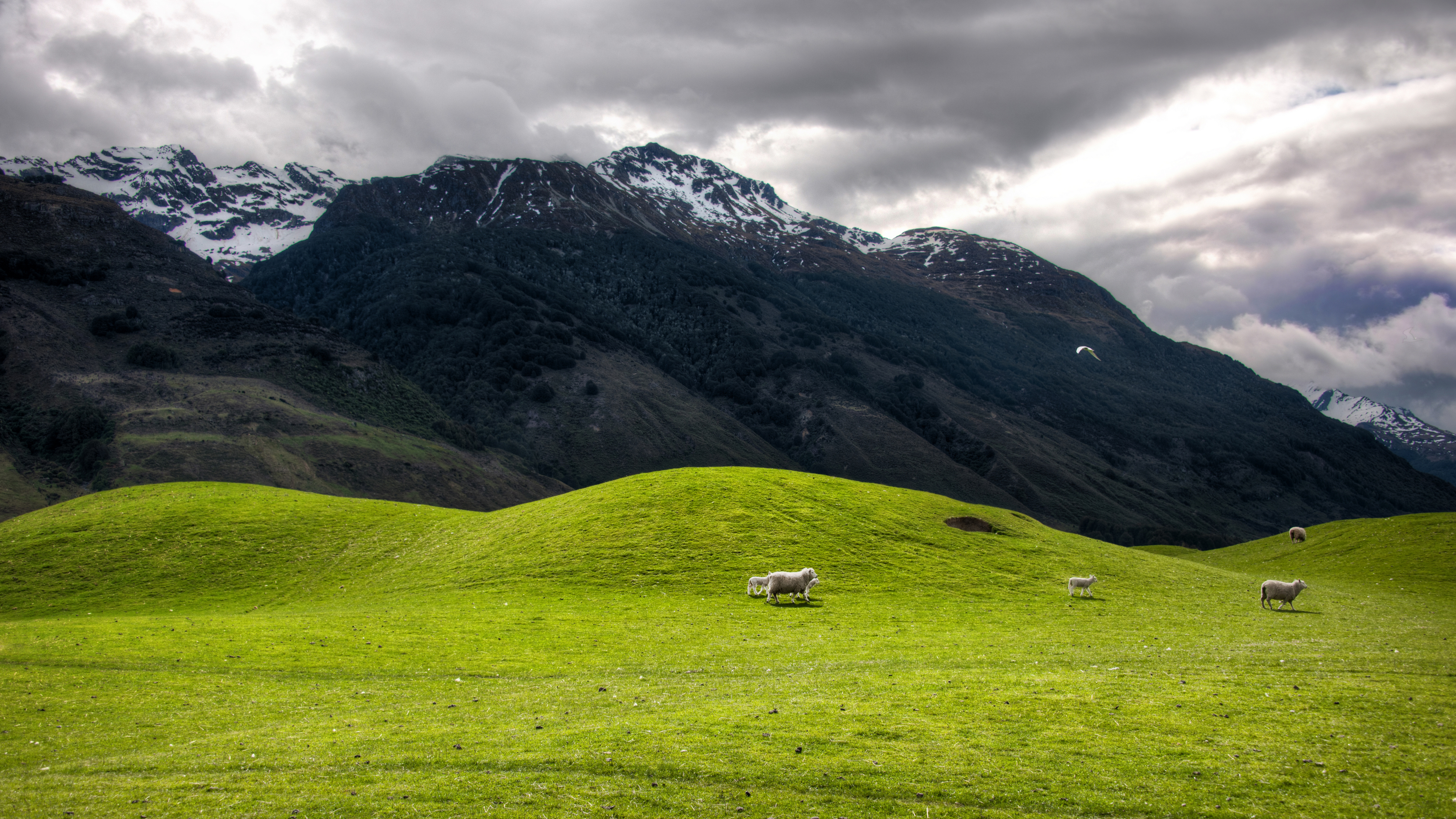 Trey Ratcliff Photography Landscape 4K New Zealand Nature Snow Mountains Grass Sheep Animals 3840x2160