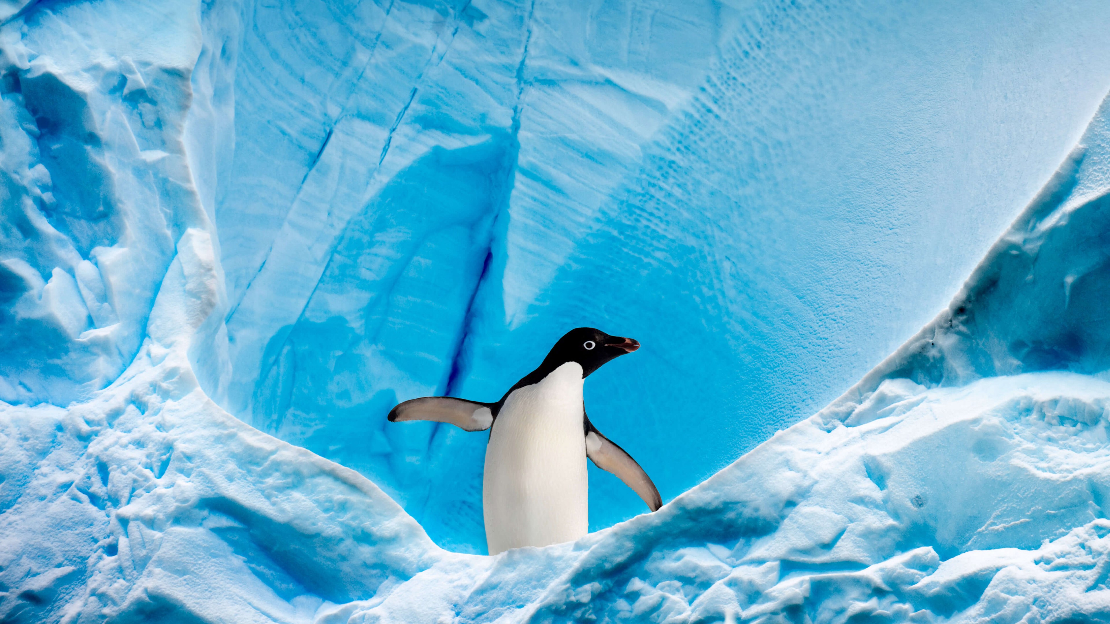 Penguins Glacier 3840x2160