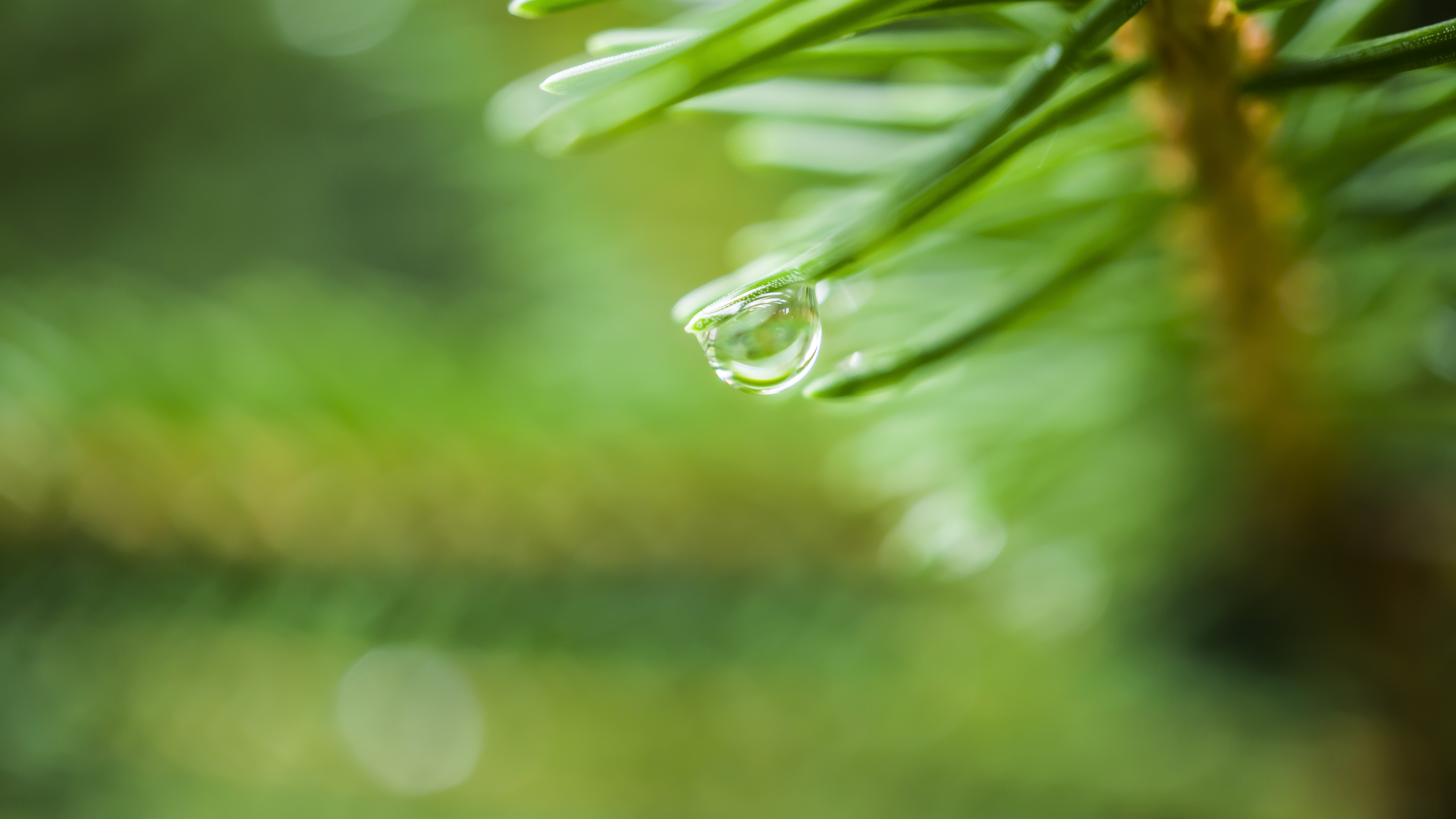 Nature Pine Trees Bokeh Water Drops Green Macro Plants Photography Depth Of Field Blurry Background  6000x3376