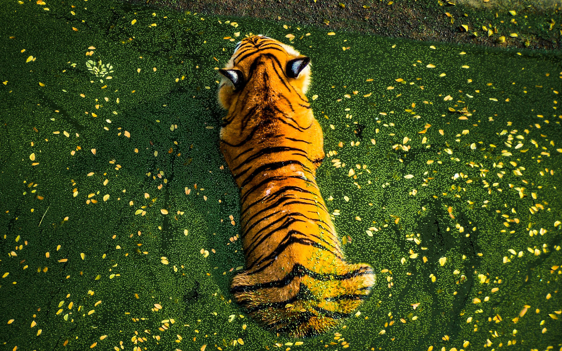 Animals Tiger Top View Nature Flowers Grass Water 1920x1200