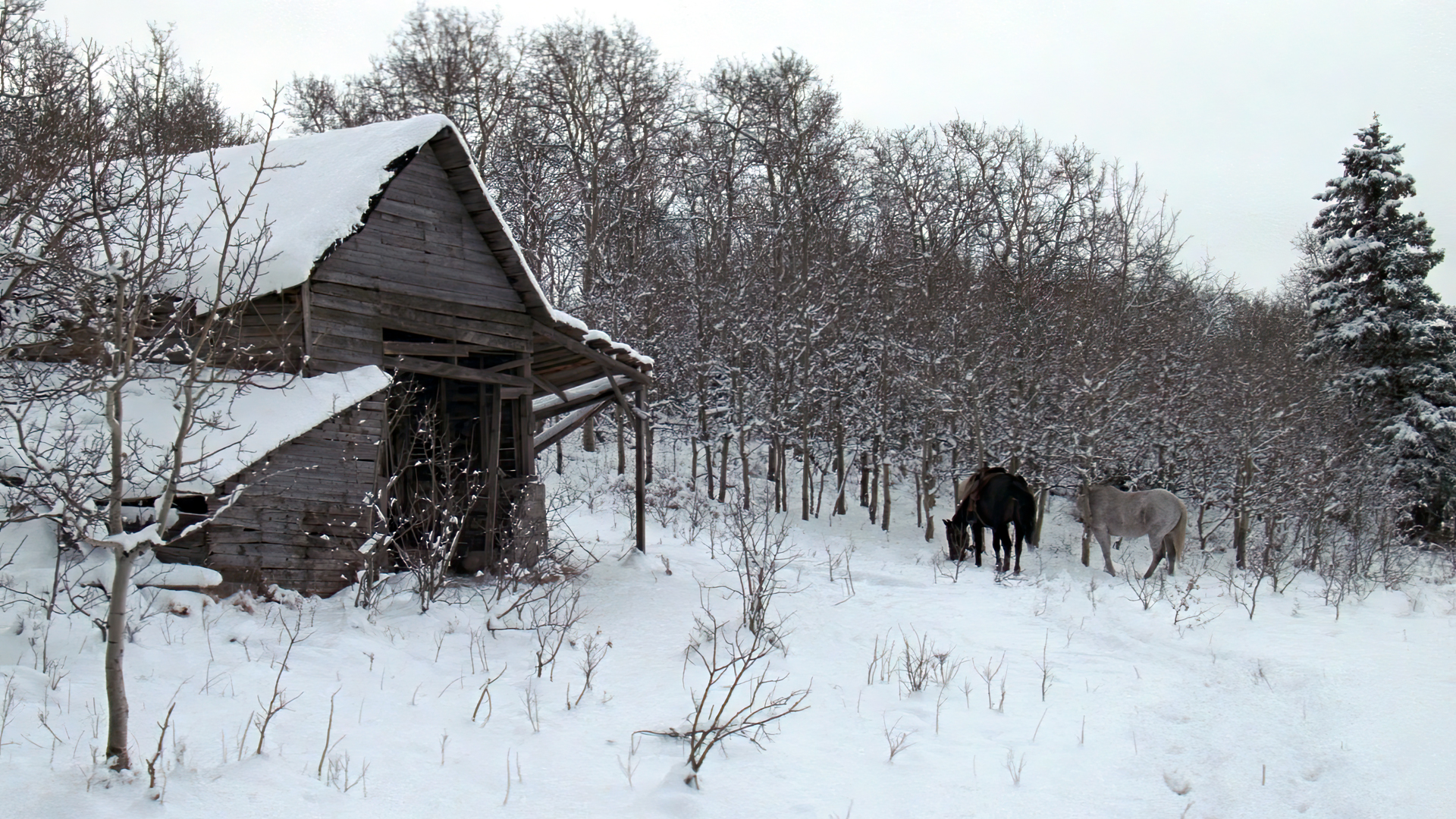 Unforgiven Movies Movies Film Stills Snow Horse Barn Winter Trees Western Animals 1920x1080
