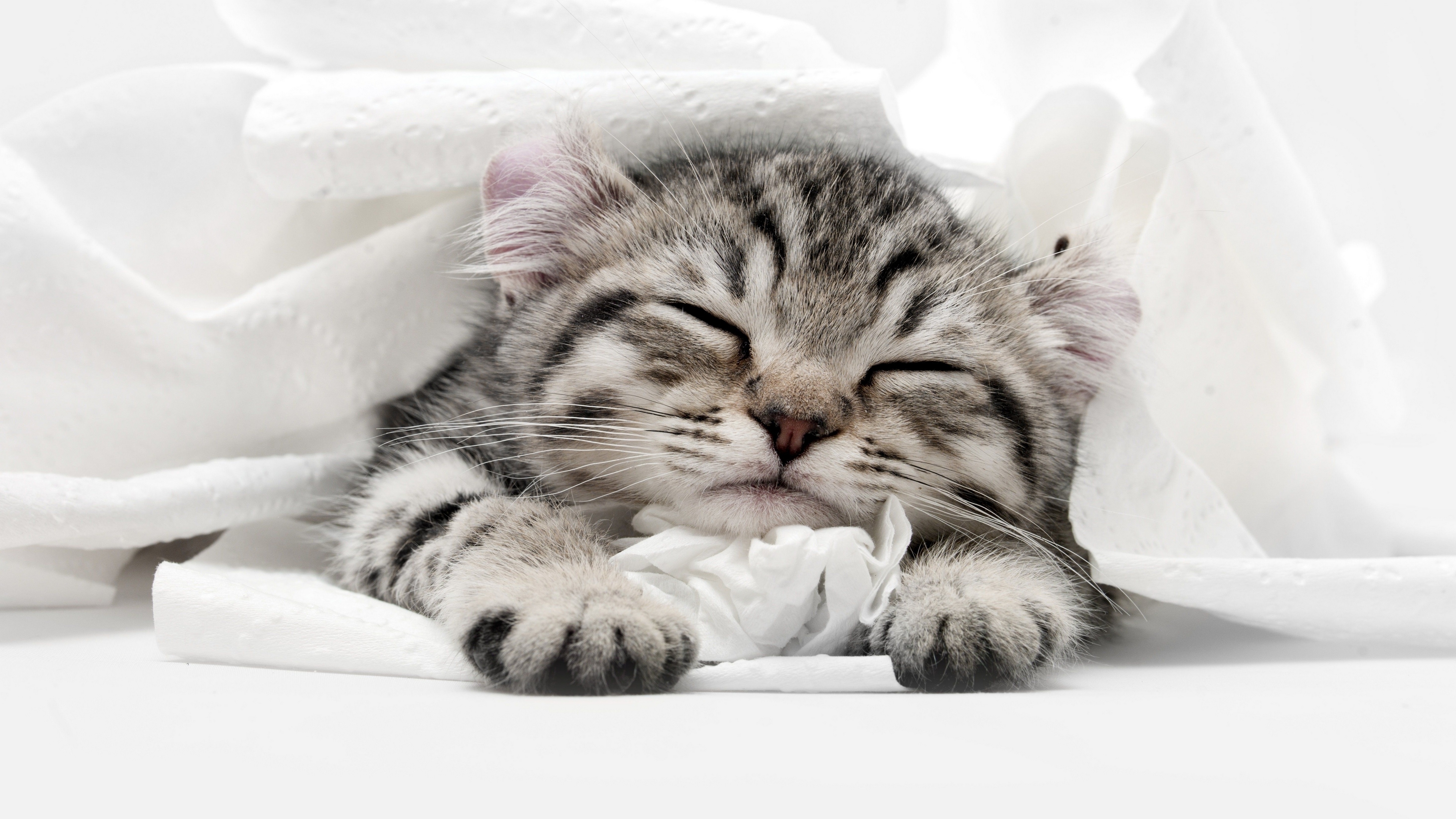Cats Sleeping Animals Mammals Depth Of Field Kittens Feline Indoors 3840x2159