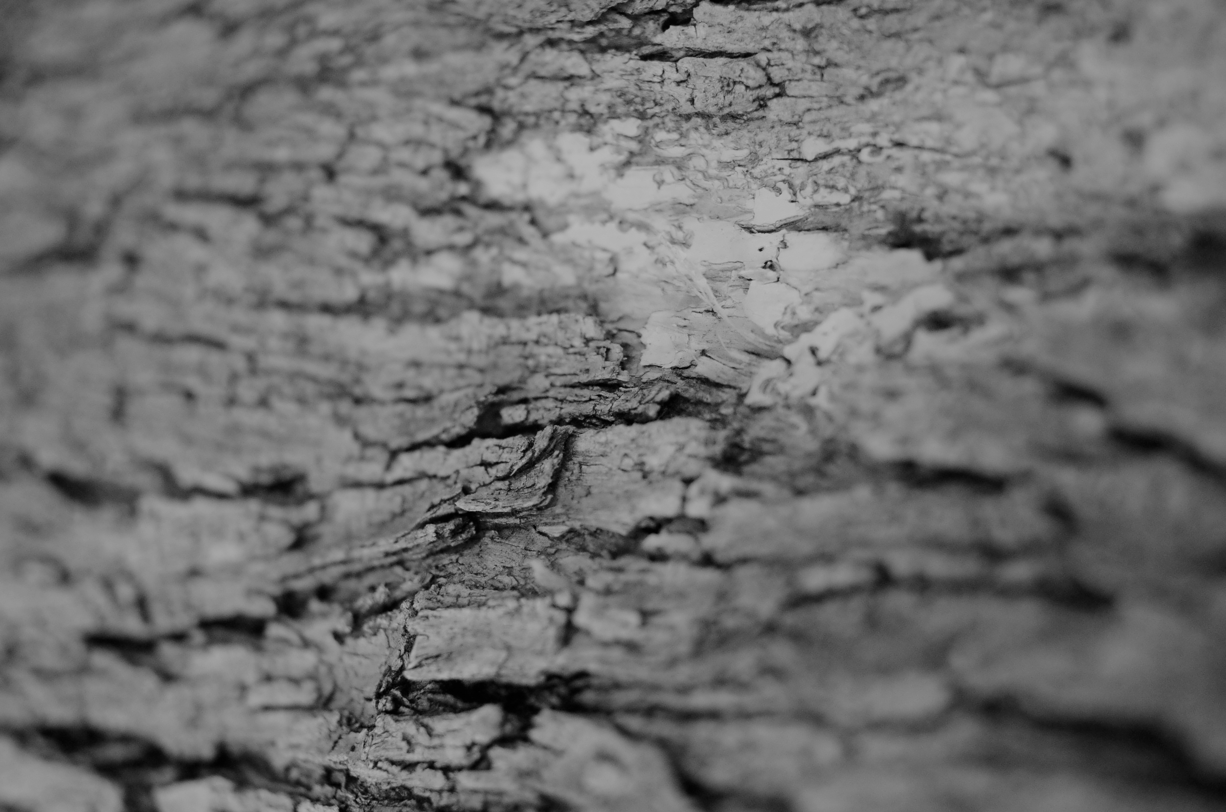 Nature Monochrome Wood Texture Wood Texture Photography Depth Of Field Closeup Simple Background Min 4928x3264