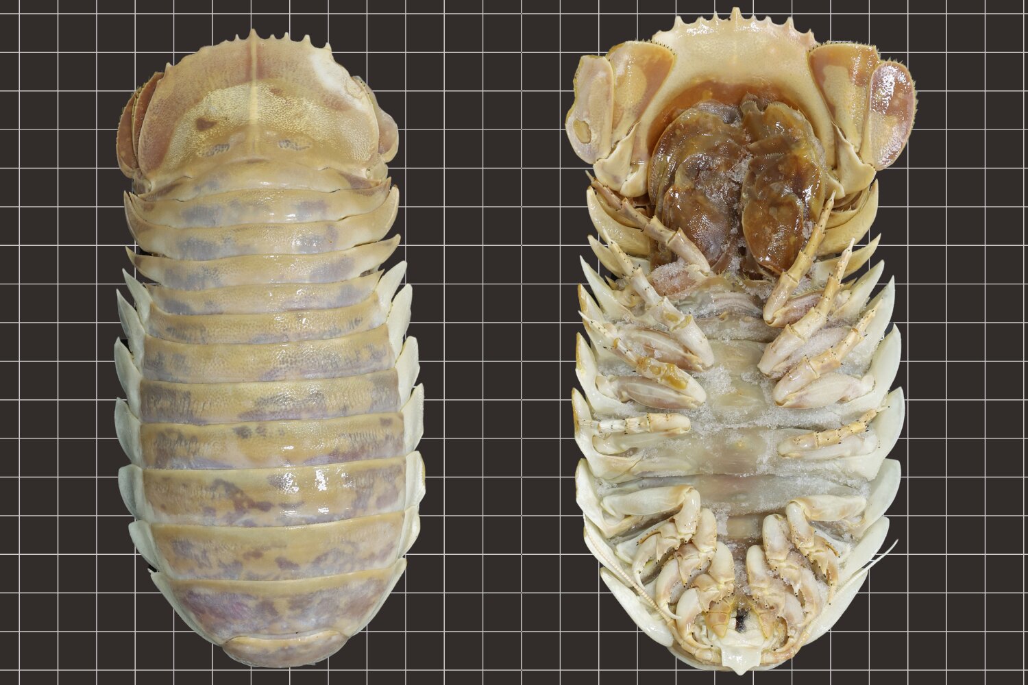 Animals Isopoda Creature Crustaceans Arthropods 1500x1000