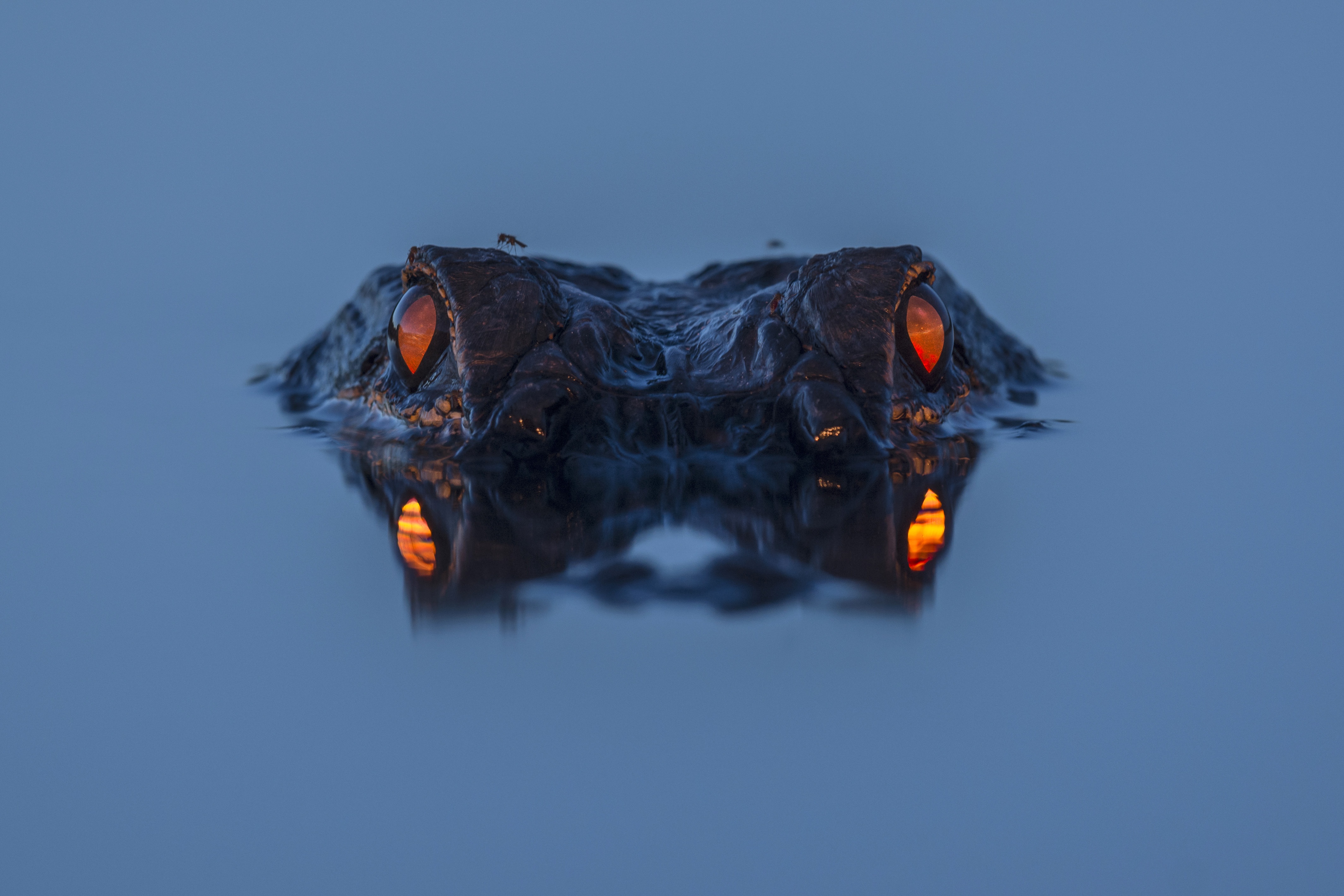 Animals In Water Alligators Animal Eyes Reptiles Simple Background 4255x2837