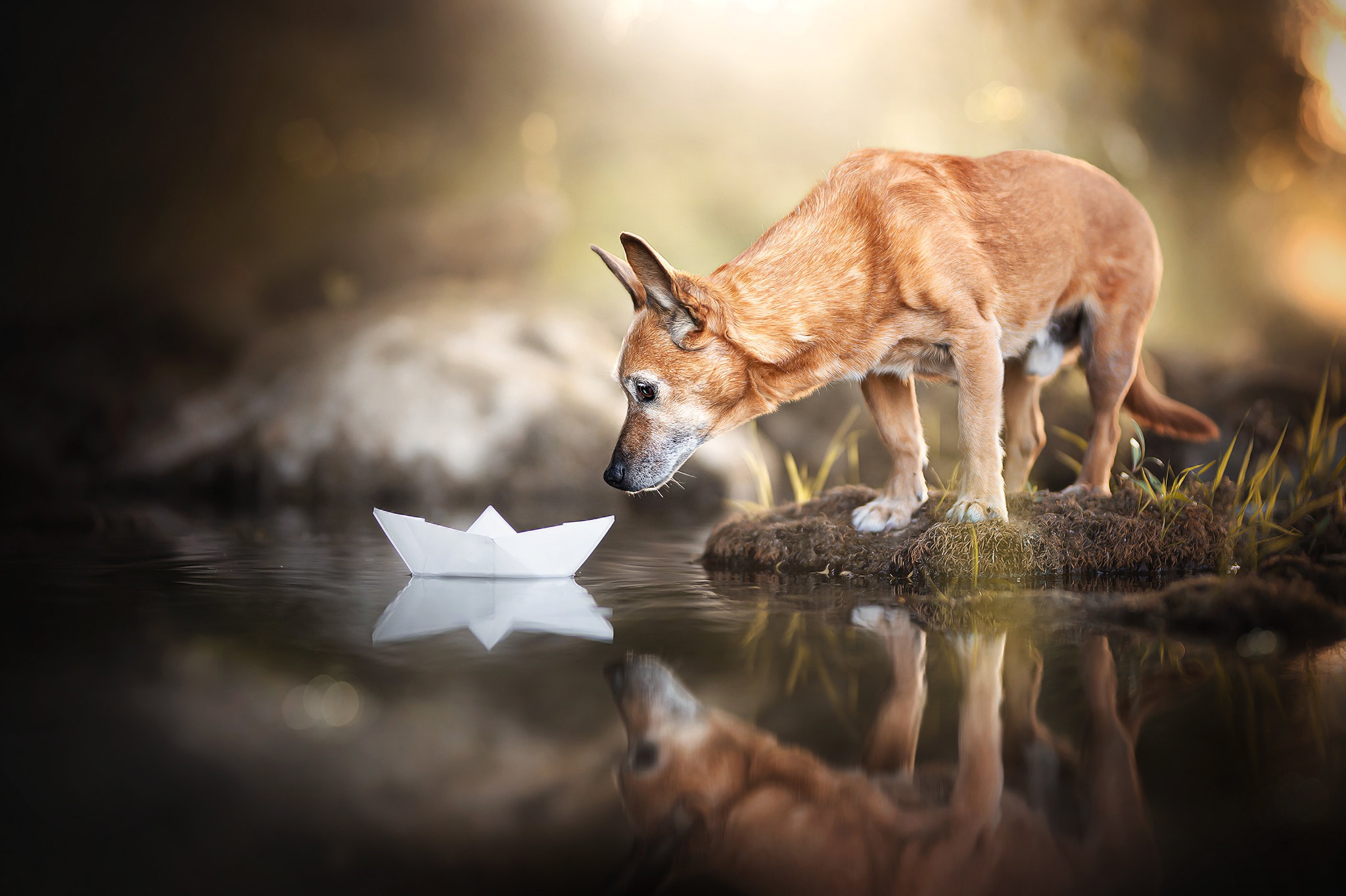 Water Reflection Dog Baby Animal Paper Boat 2048x1365