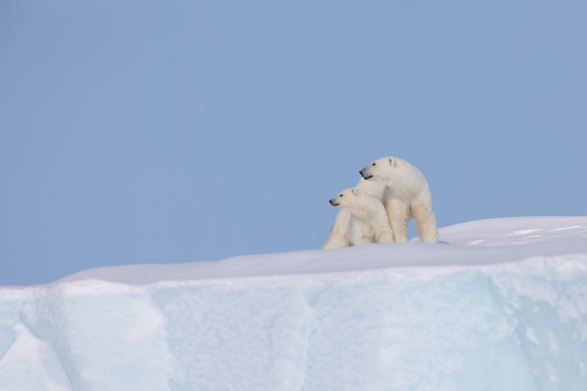 Animal Polar Bear 2048x1365
