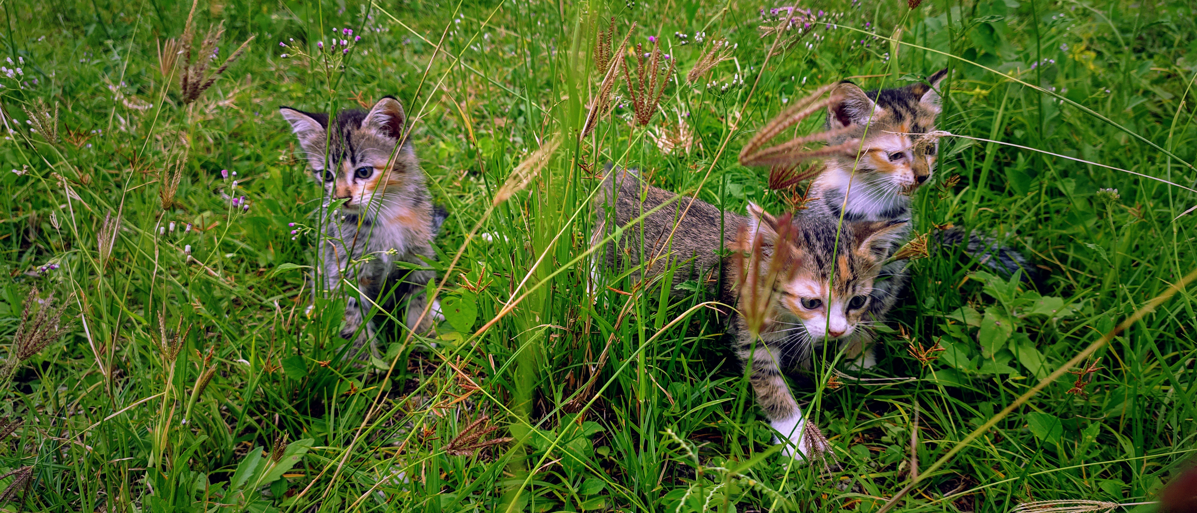 Green Wild Cat Grass Animals Cats Leaves Kittens 4000x1714