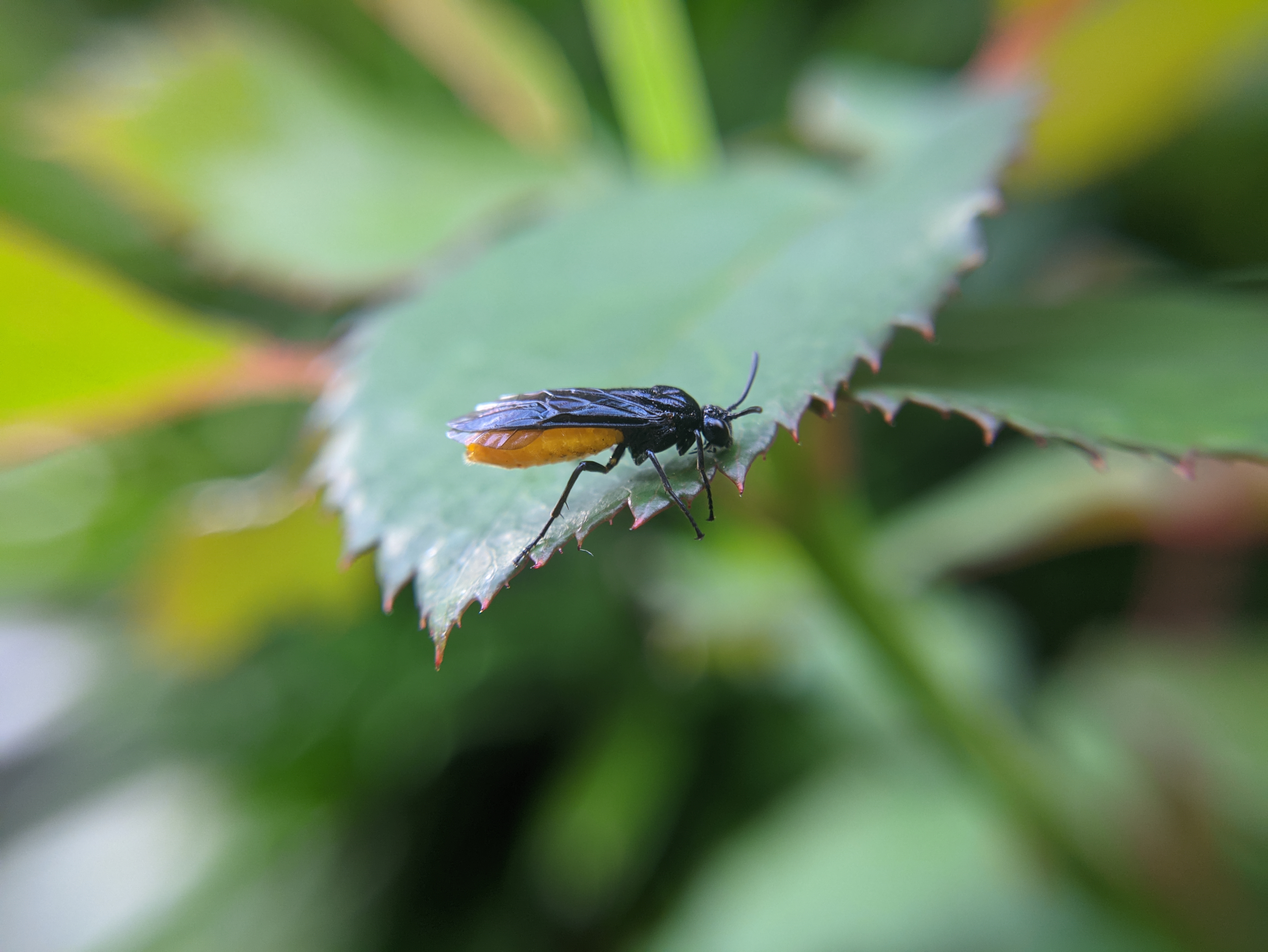 Insect Macro Leaves Blurry Background Photography 4656x3496