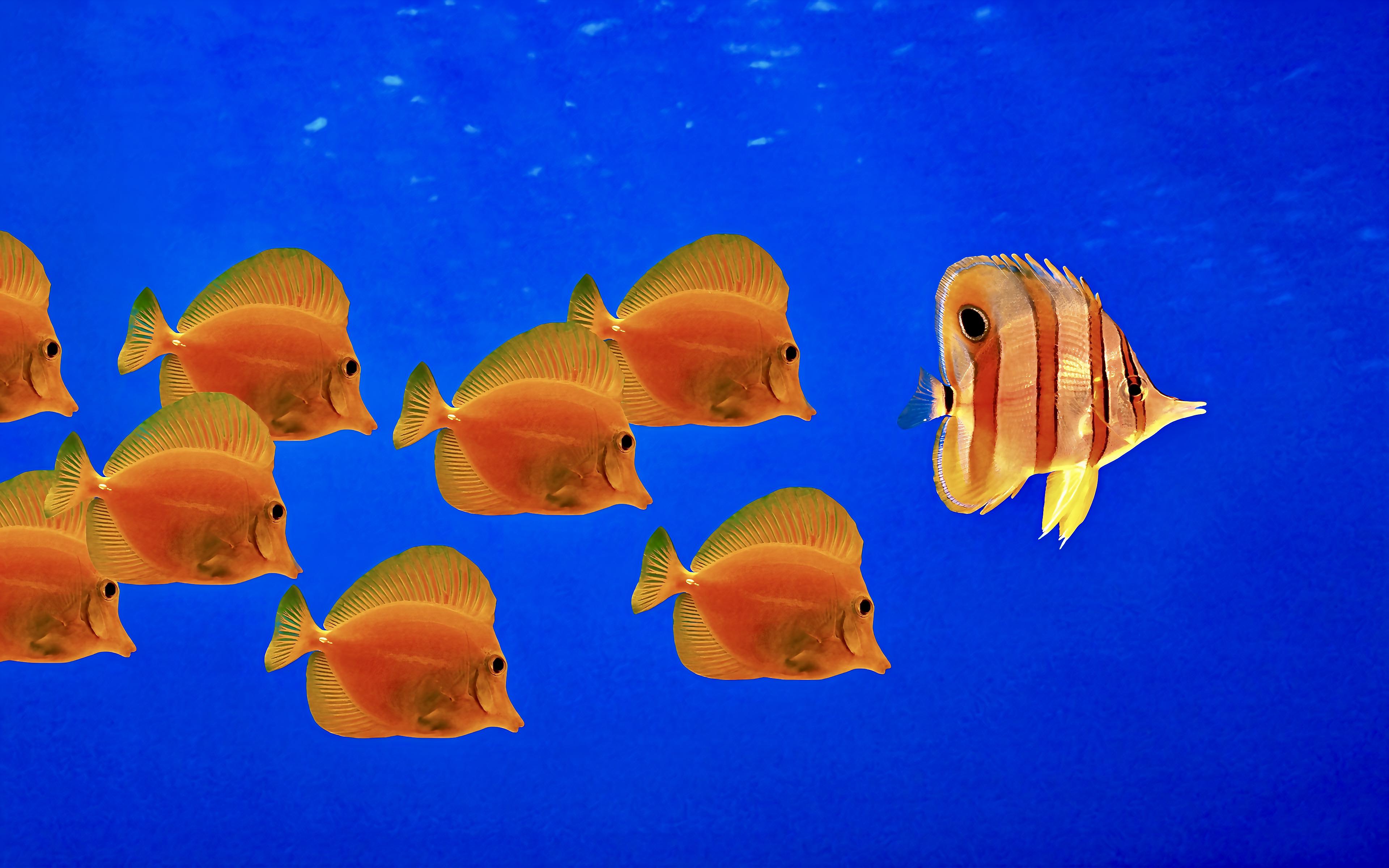 Windows XP Underwater Water Minimalism Fish Animals Simple Background 3840x2400
