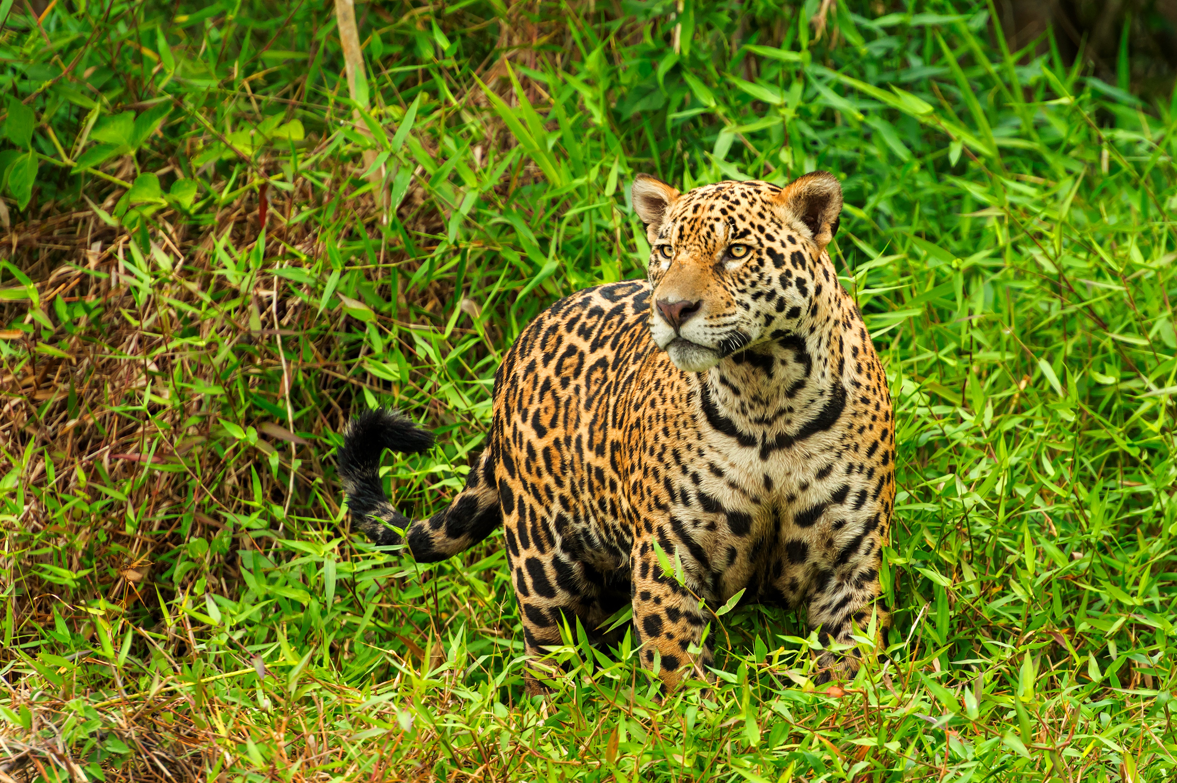 Animal Jaguar 3840x2556