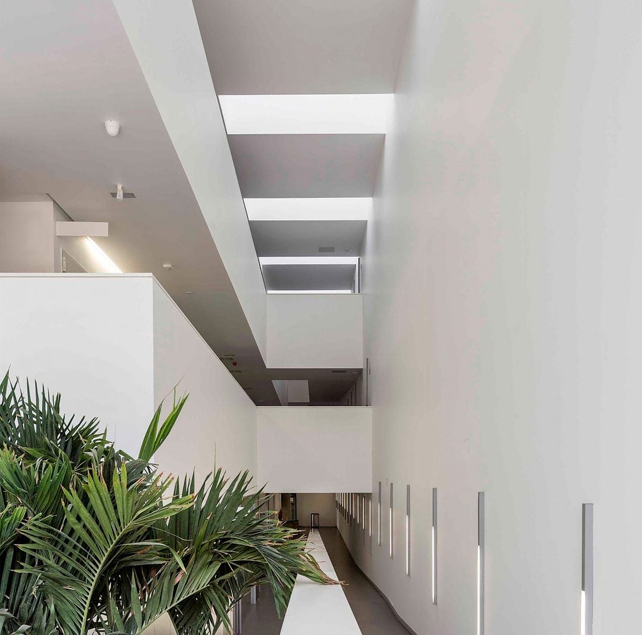 Minimalism Modern Architecture White Plants Palm Trees Interior Indoors House Simon Garcia 1285x1272