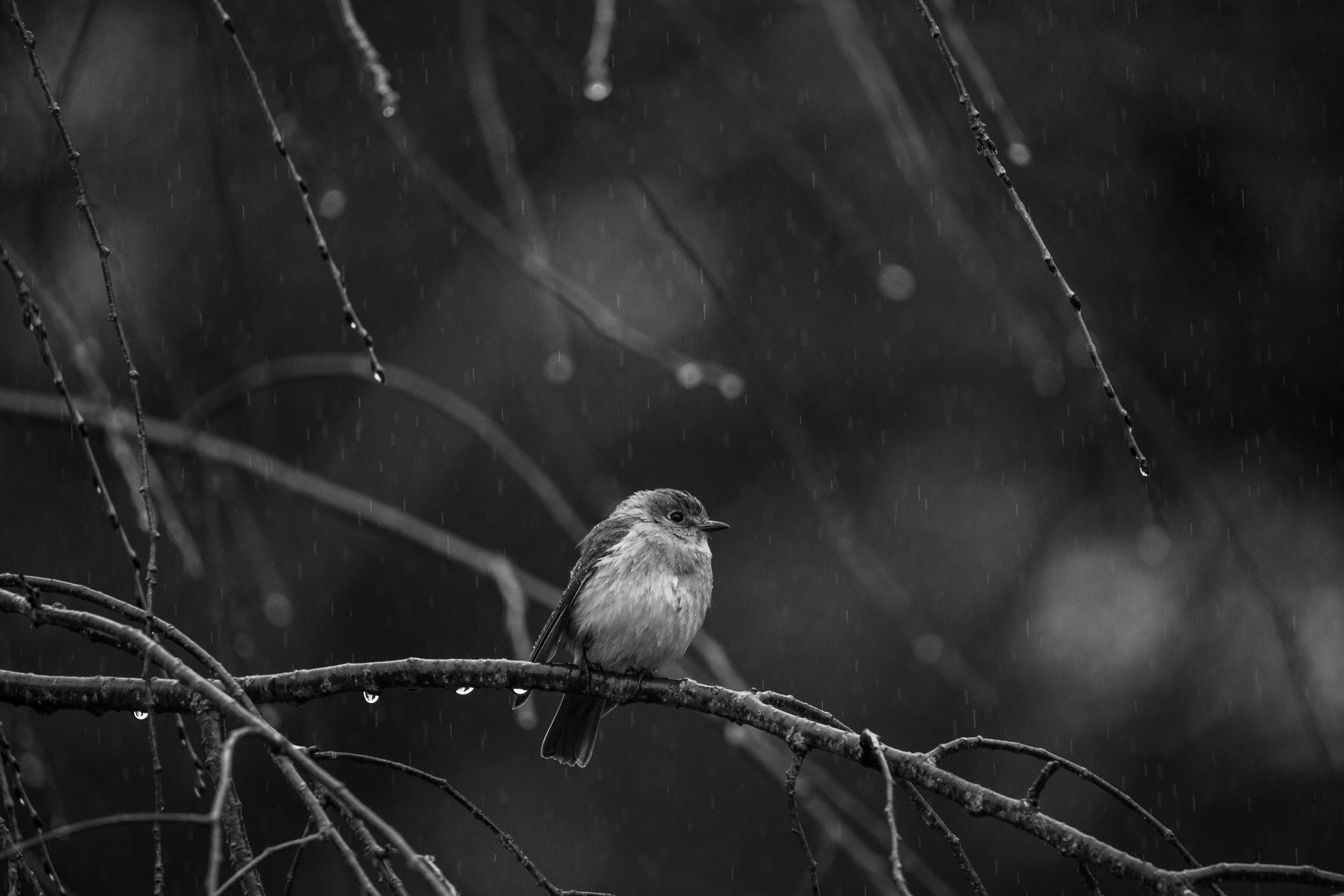 Branch Monochrome Water Drops Birds Rain Nature Animals 5472x3648