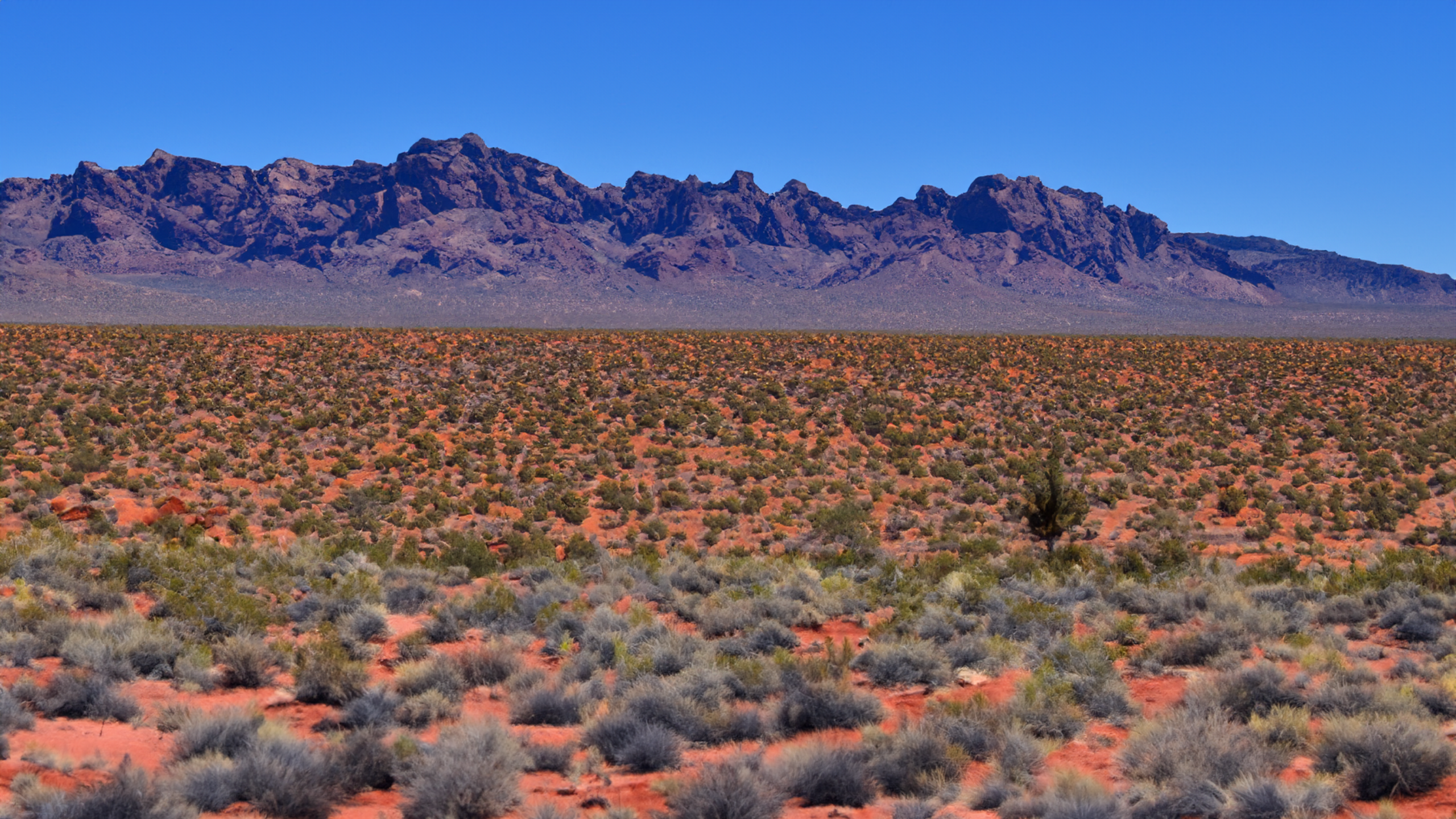 Area 51 Nevada Desert Pinon Pine Mesquite Landscape 2560x1440