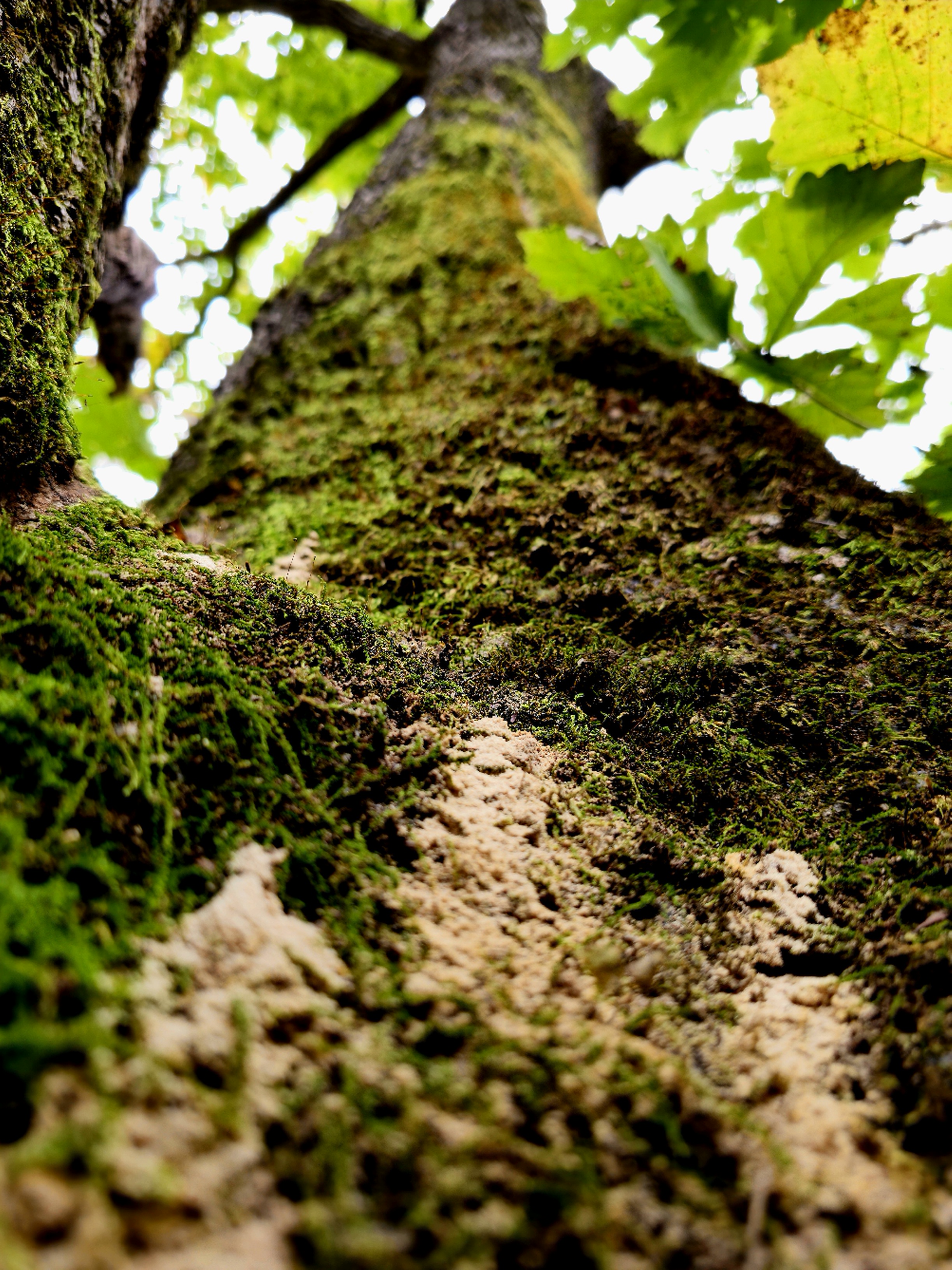 Tree Trunk Moss Oak 2448x3264