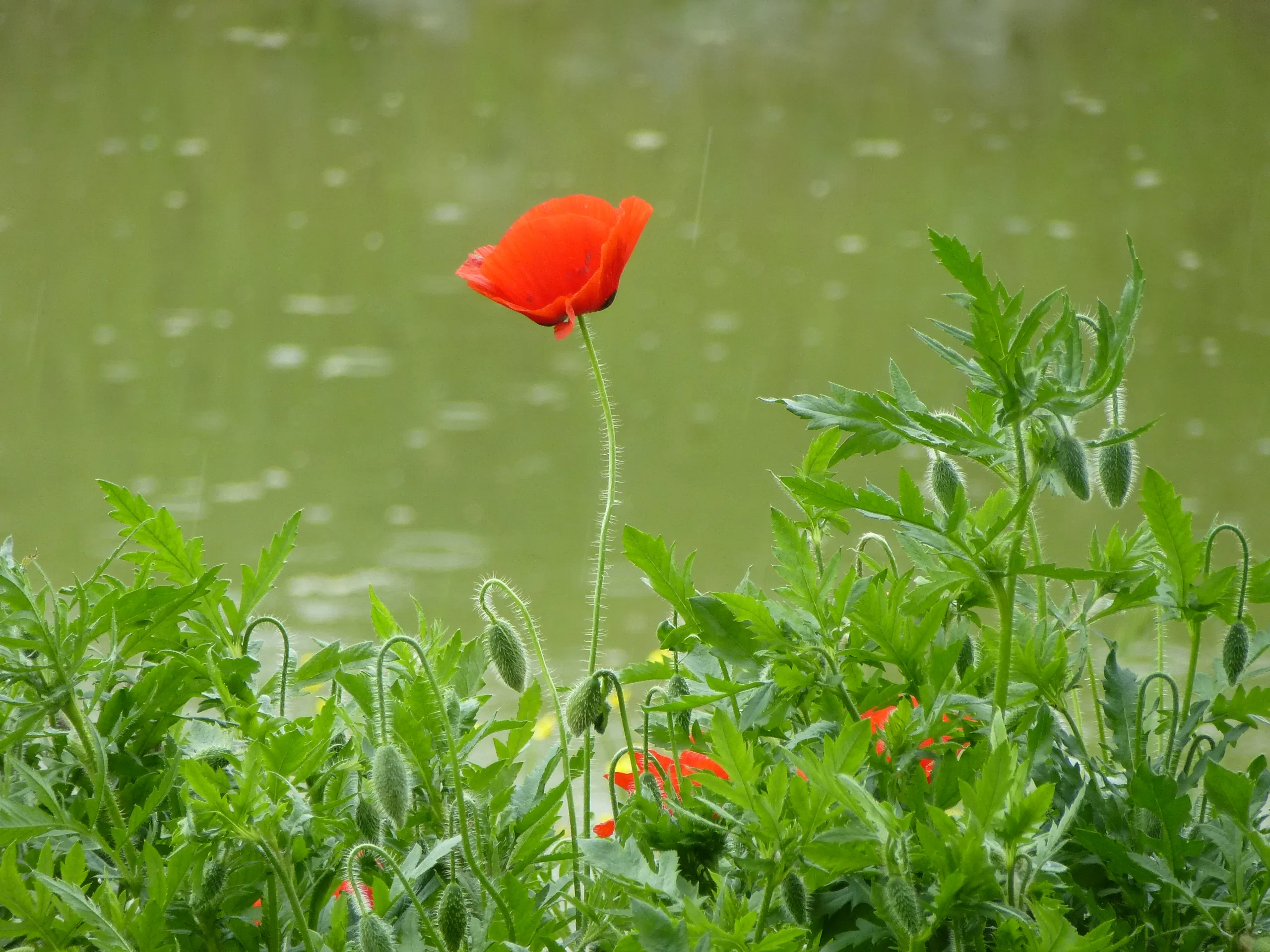 Poppies Flowers Nature Plants Water 2560x1920