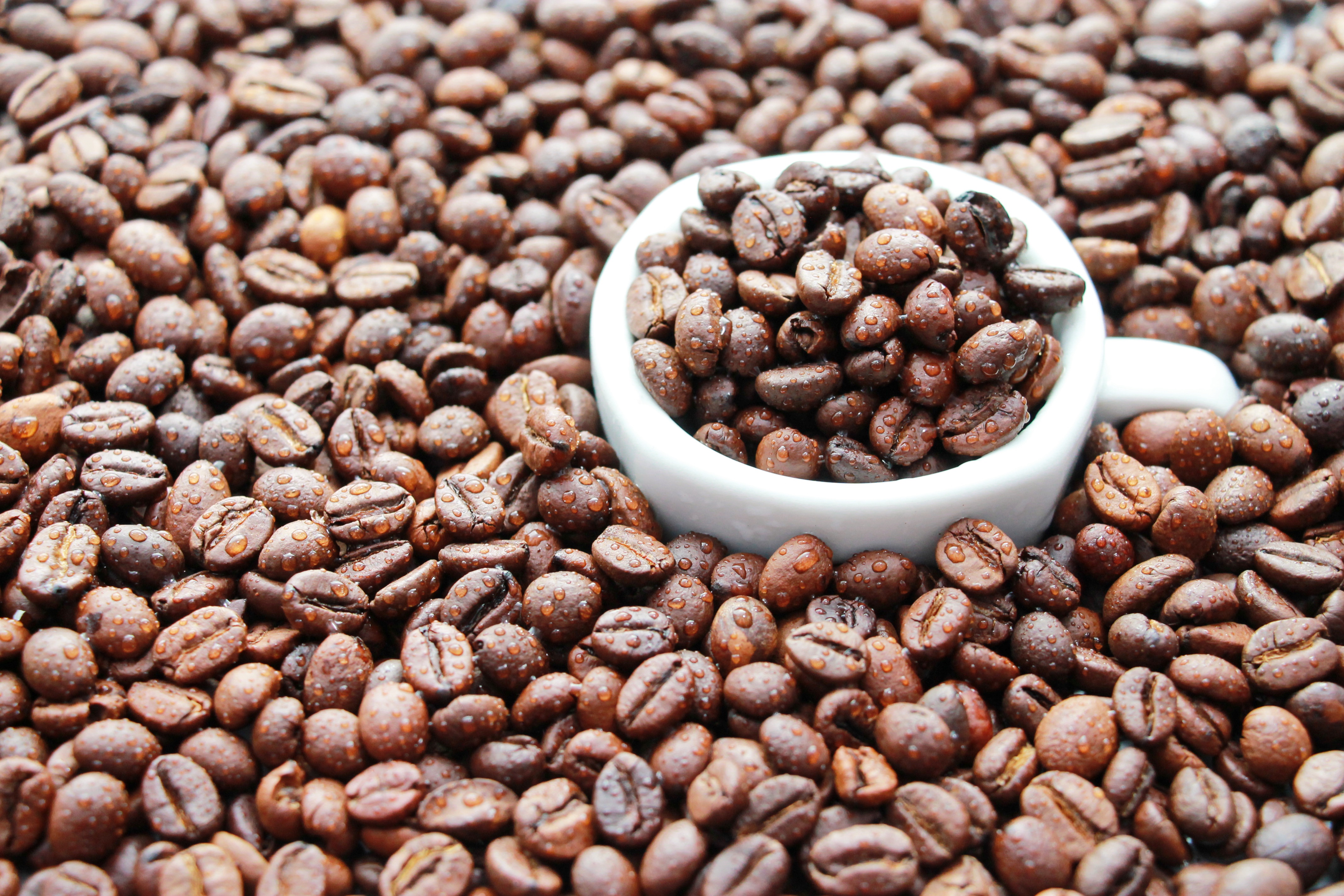 Coffee Beans Cup Still Life 4272x2848