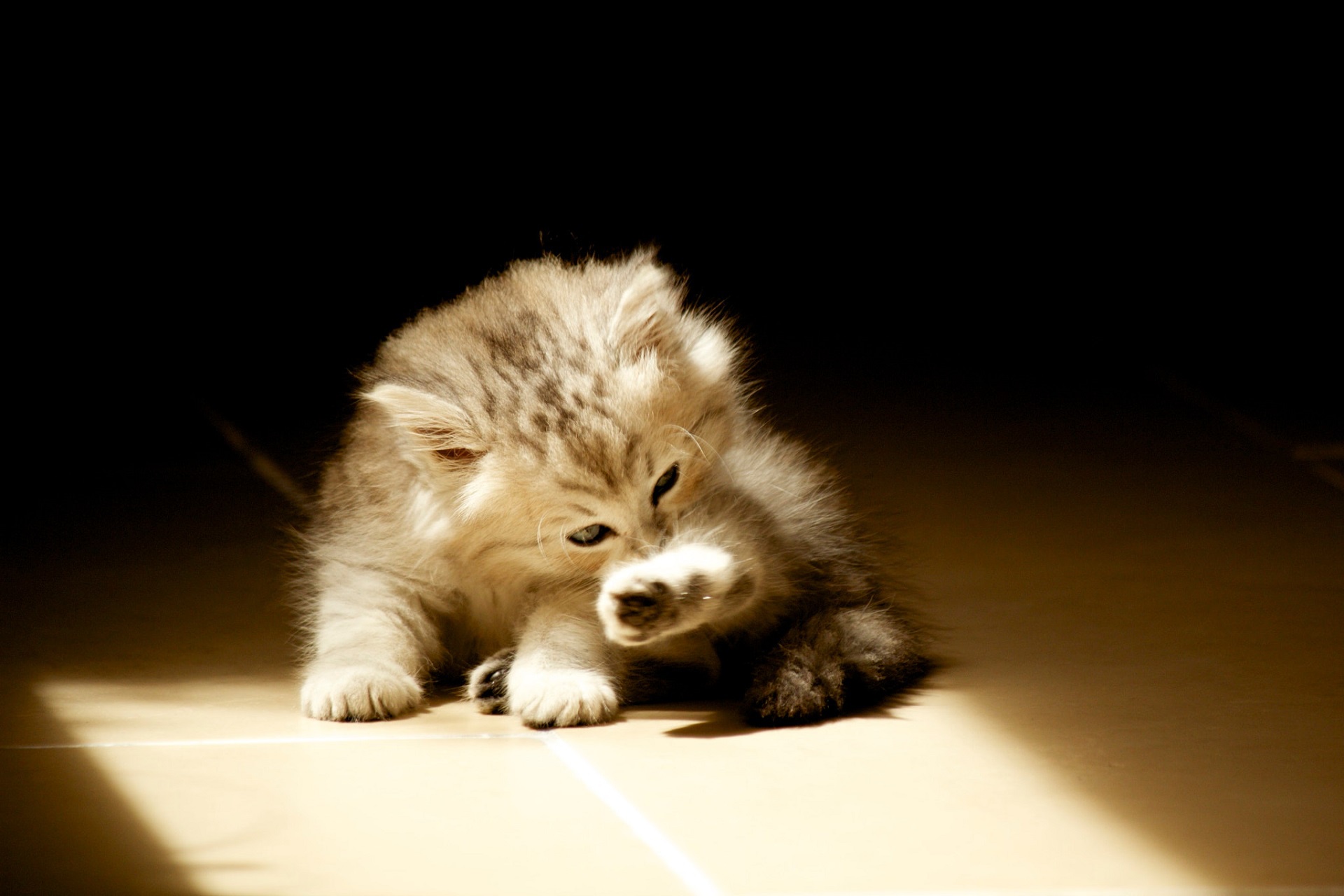 Baby Animal Kitten 1920x1280